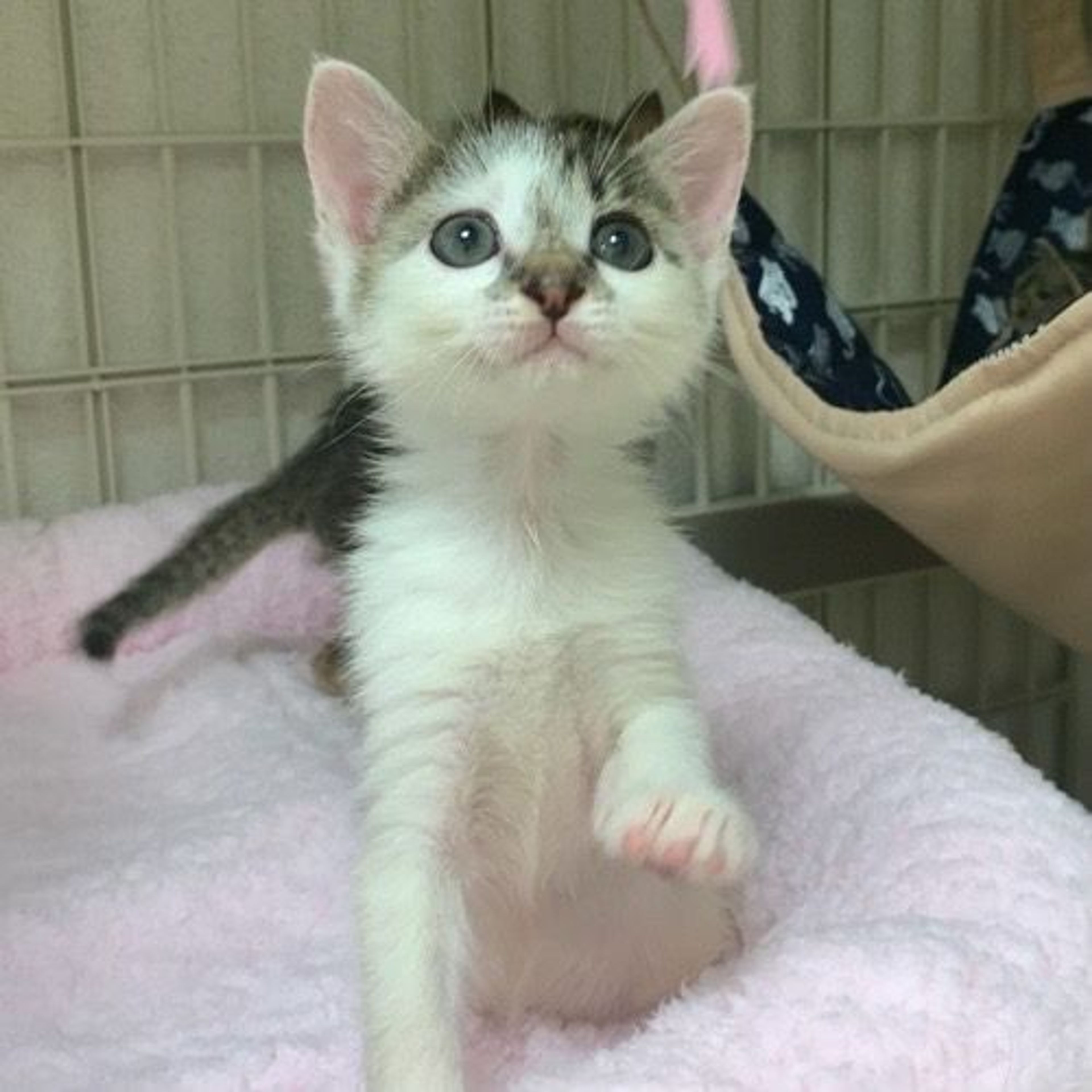 pet-image-6