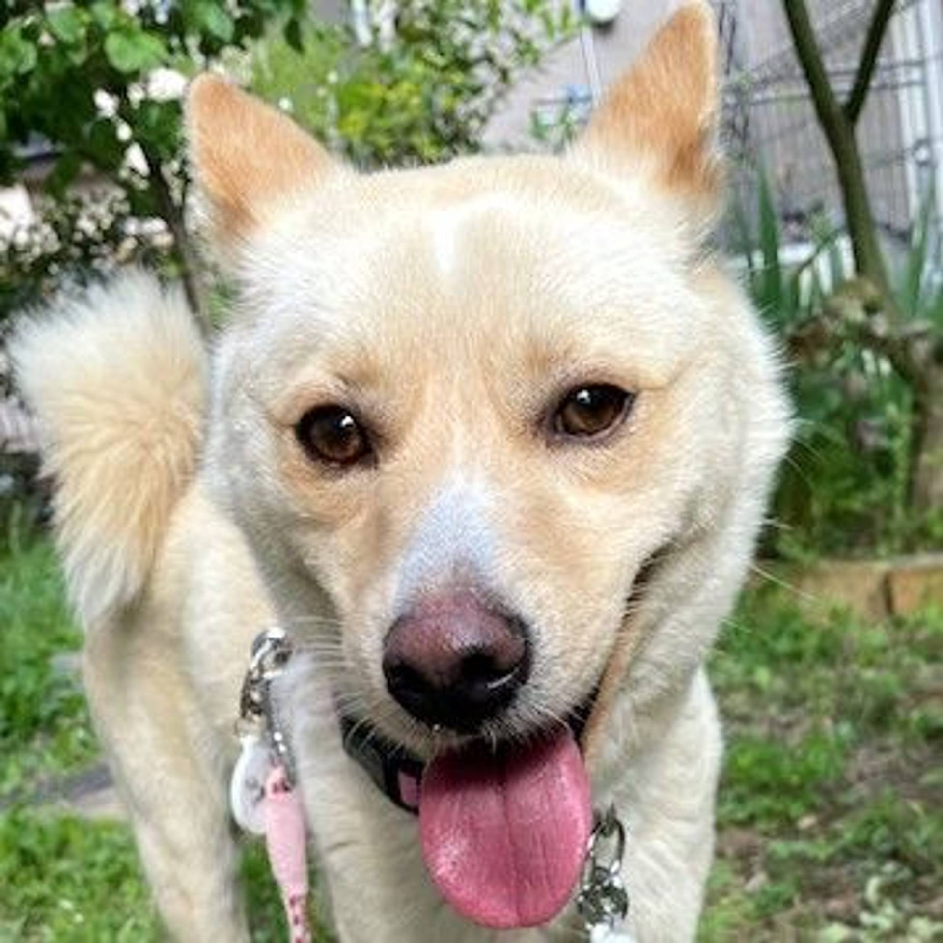 雑種（ミックス犬）・メスの里親募集の写真