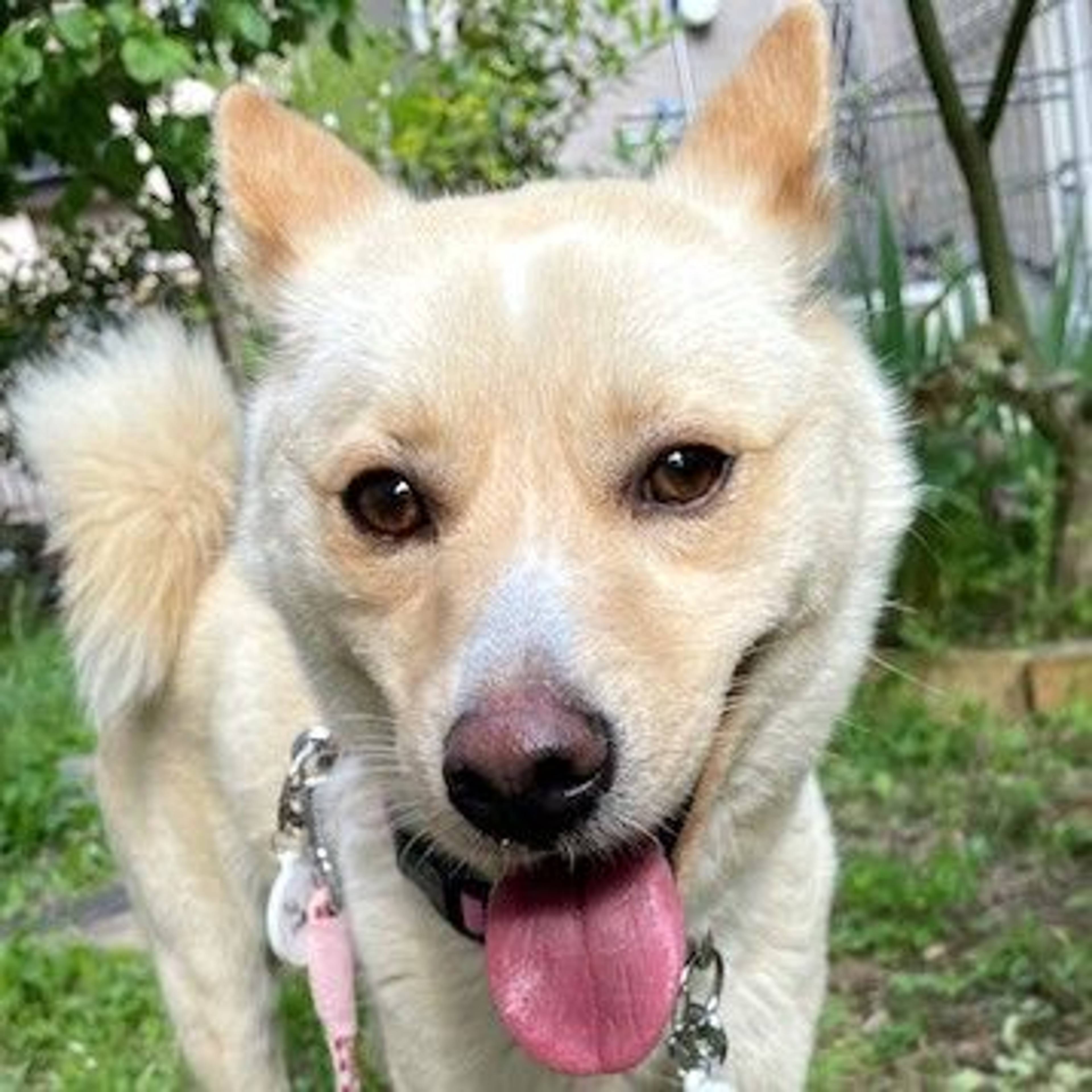 雑種（ミックス犬）・メスの里親募集の写真
