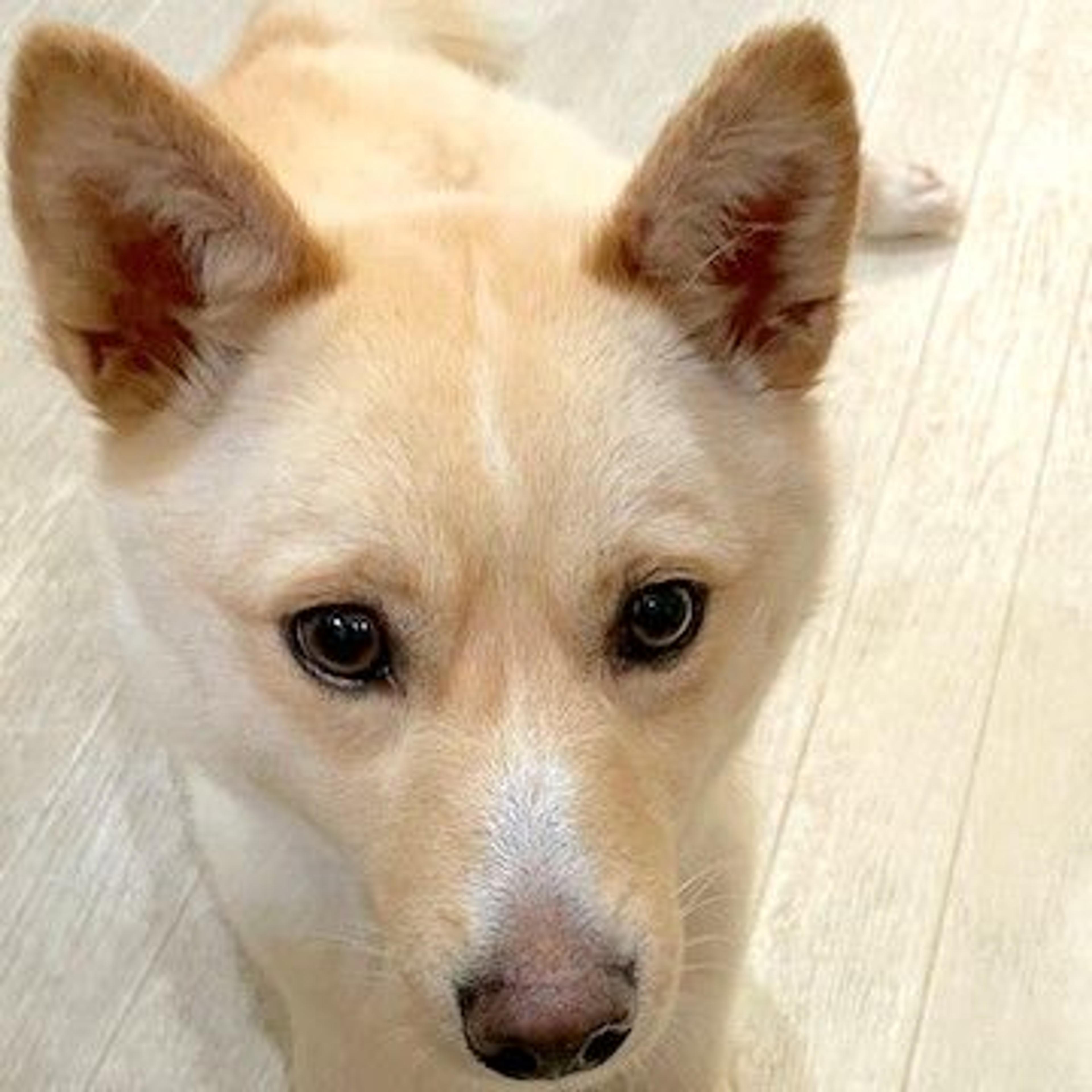 pet-image-2