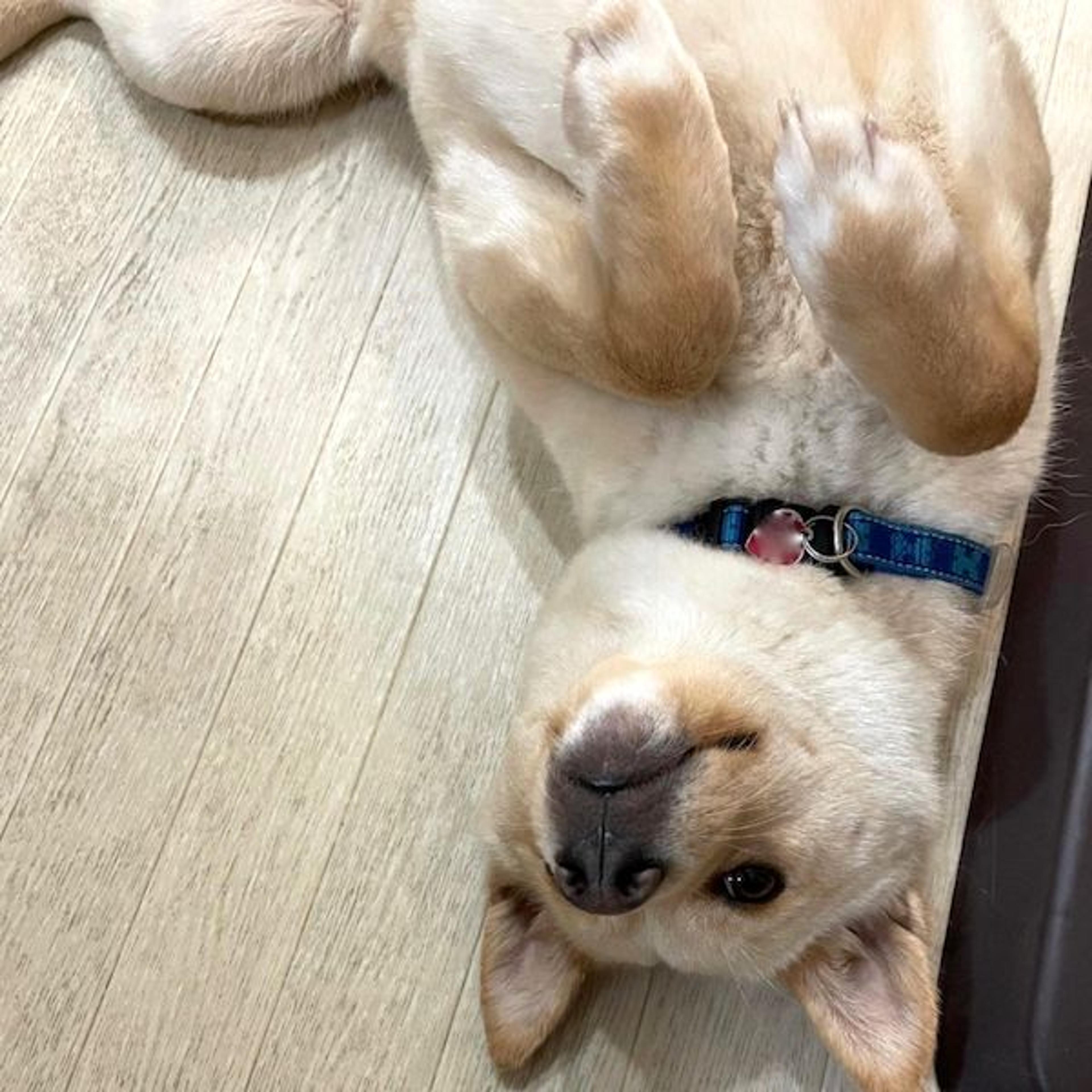 pet-image-4