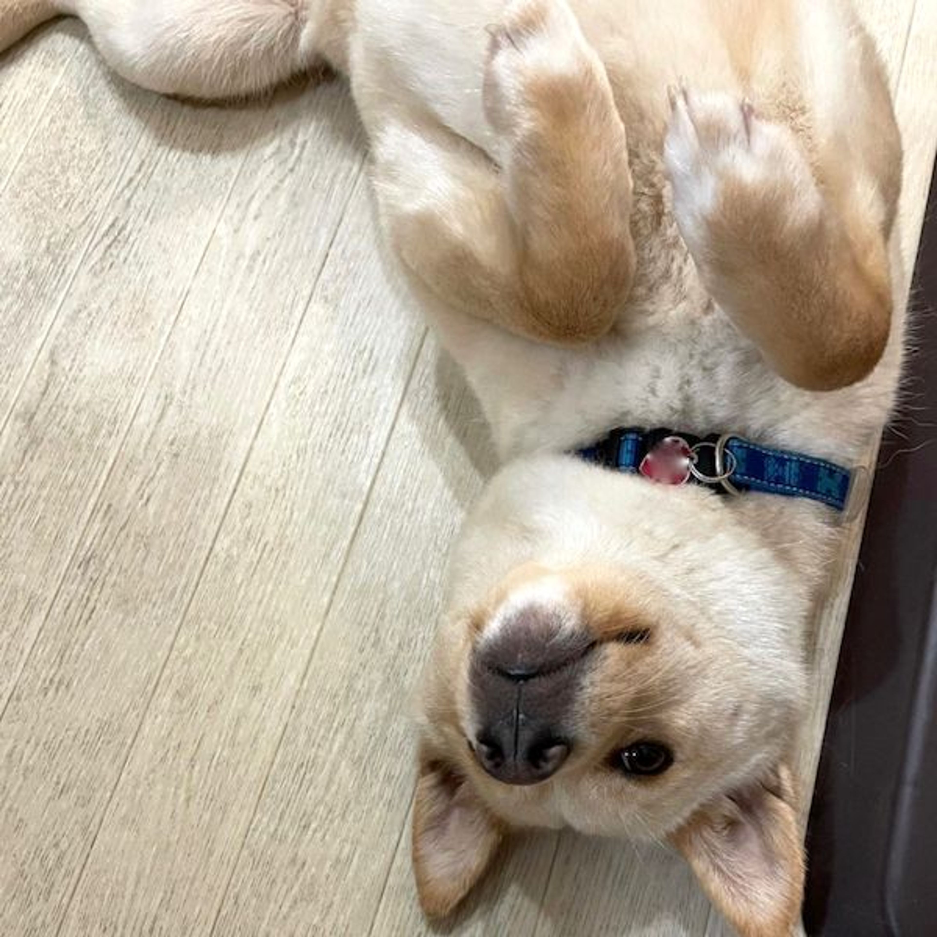 pet-image-4