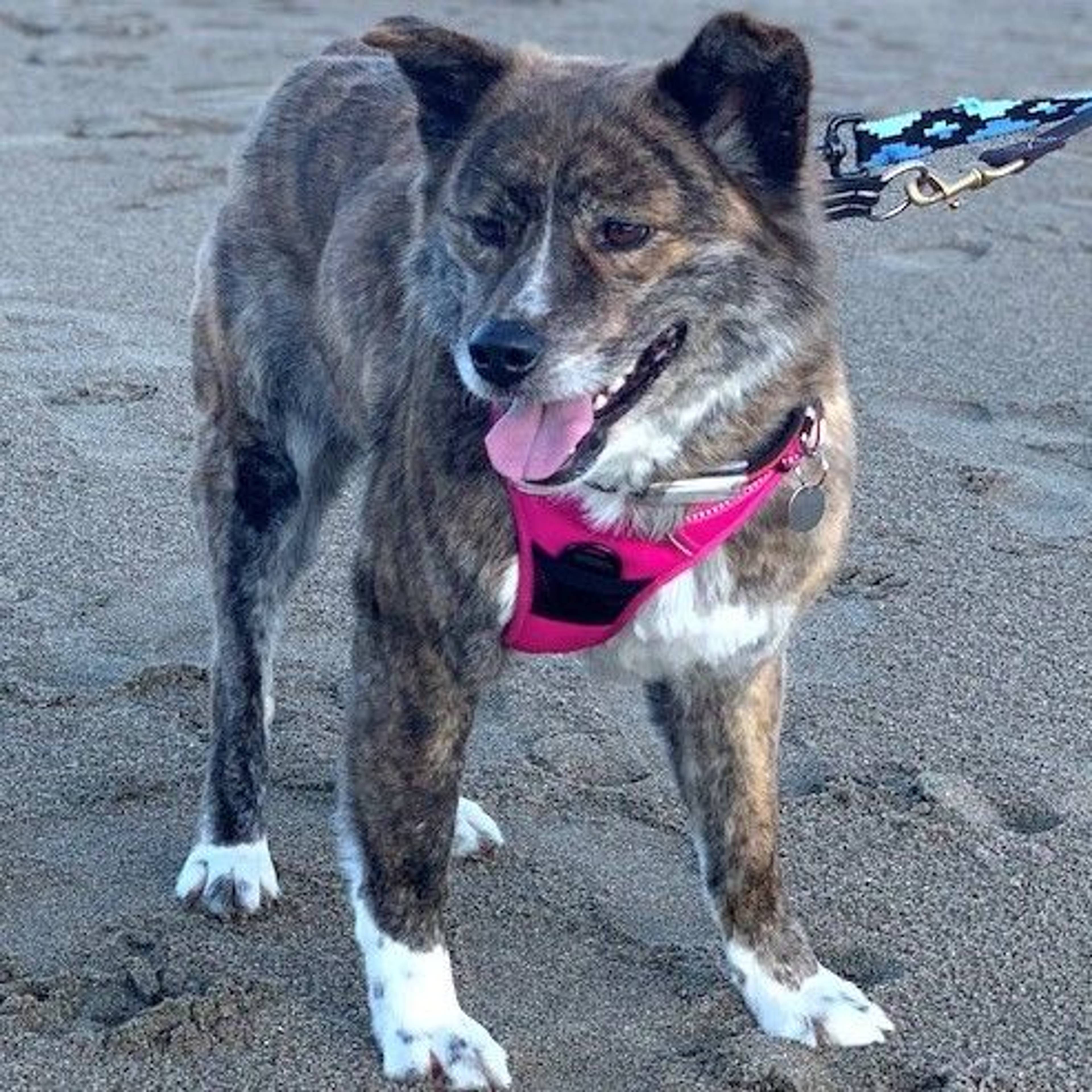 雑種（ミックス犬）・メスの里親募集の写真