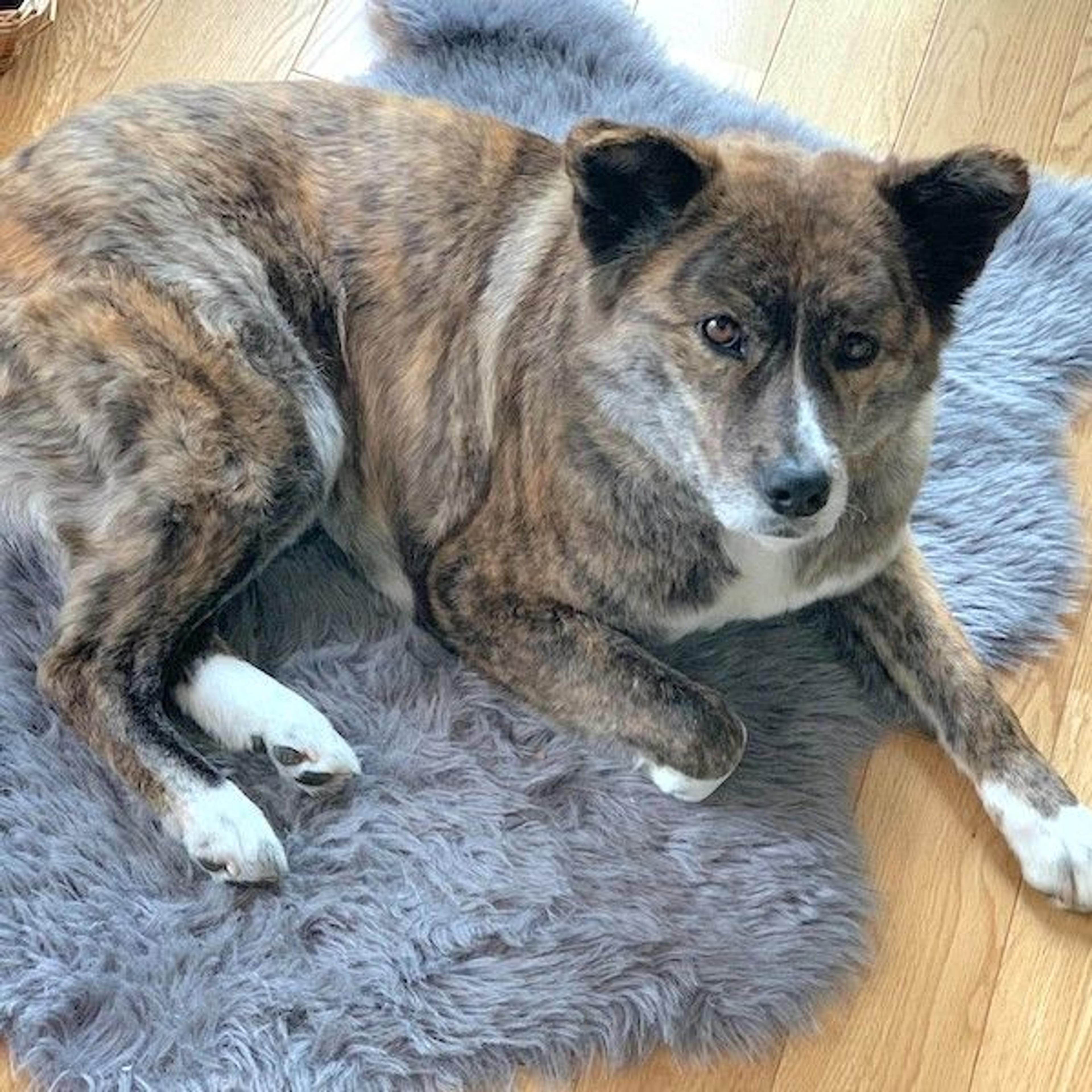 pet-image-2