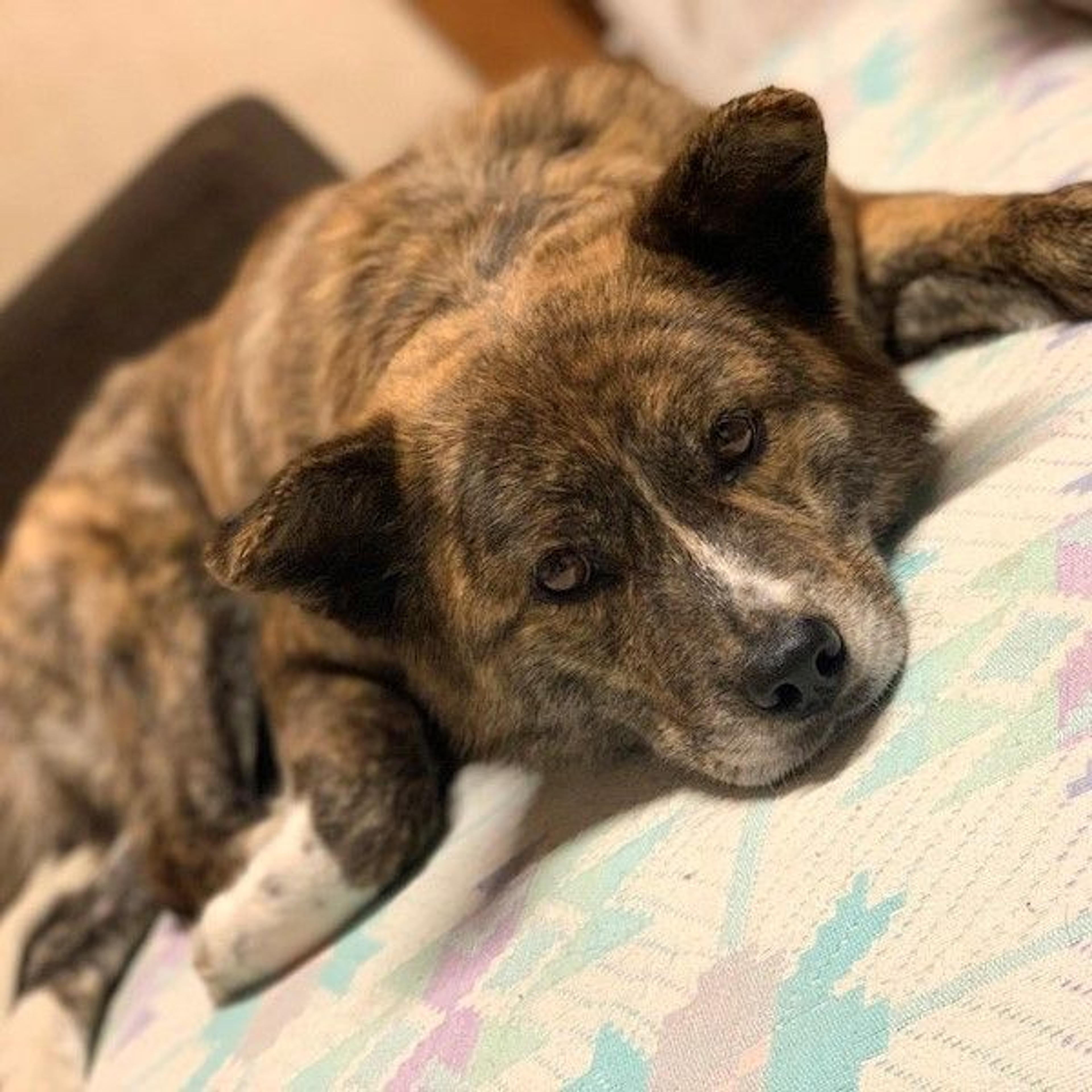 pet-image-4