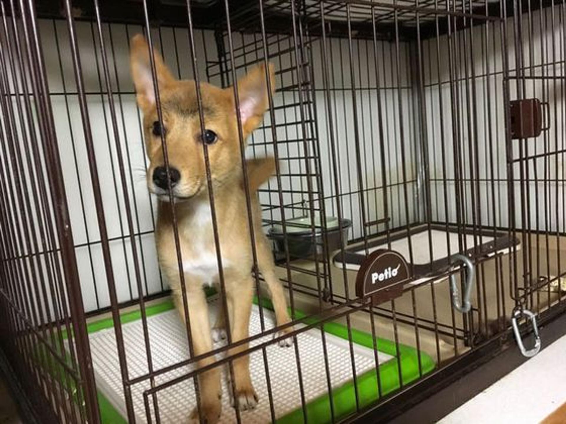 pet-image-3