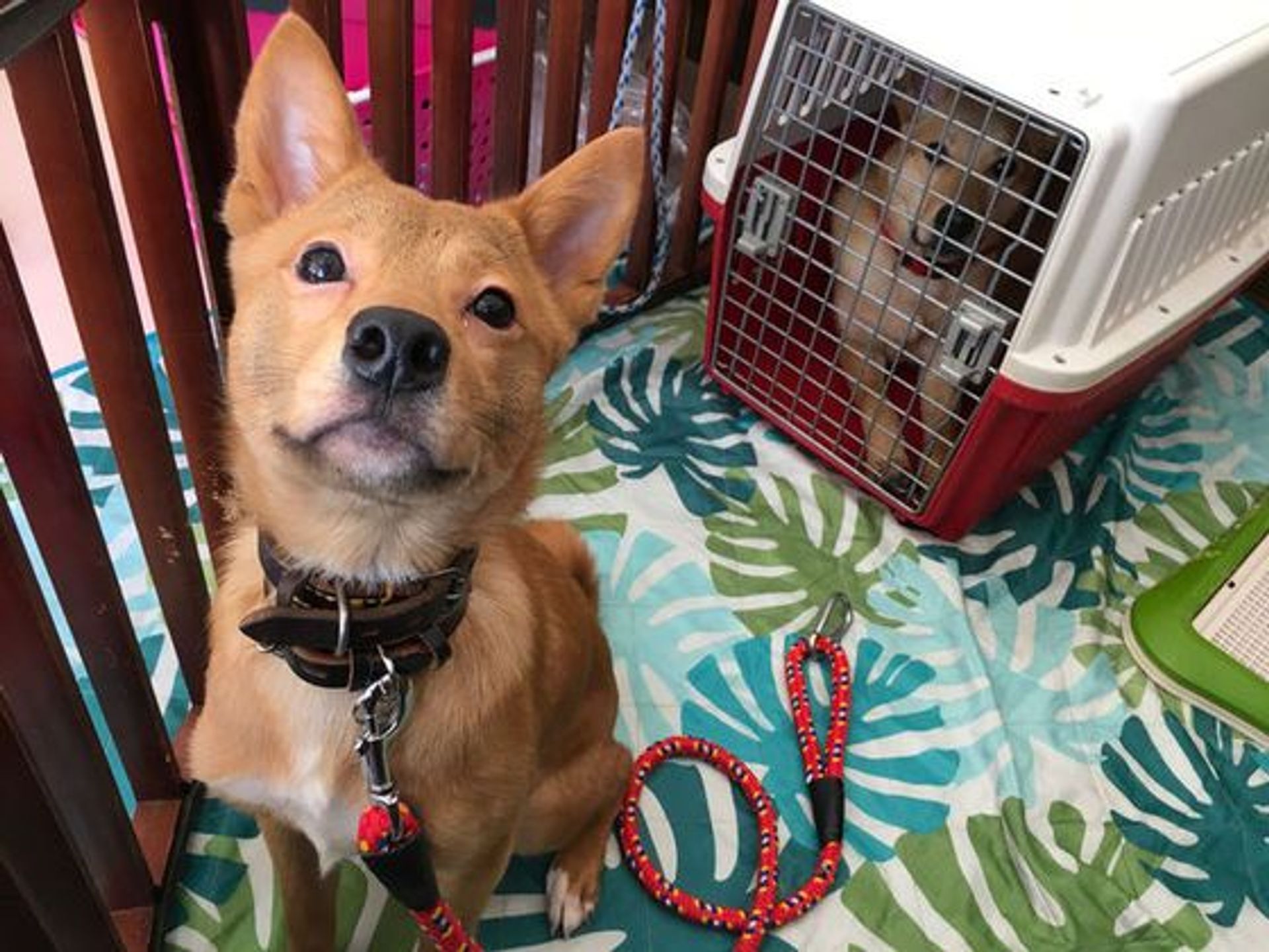 雑種（ミックス犬）・オスの里親募集の写真