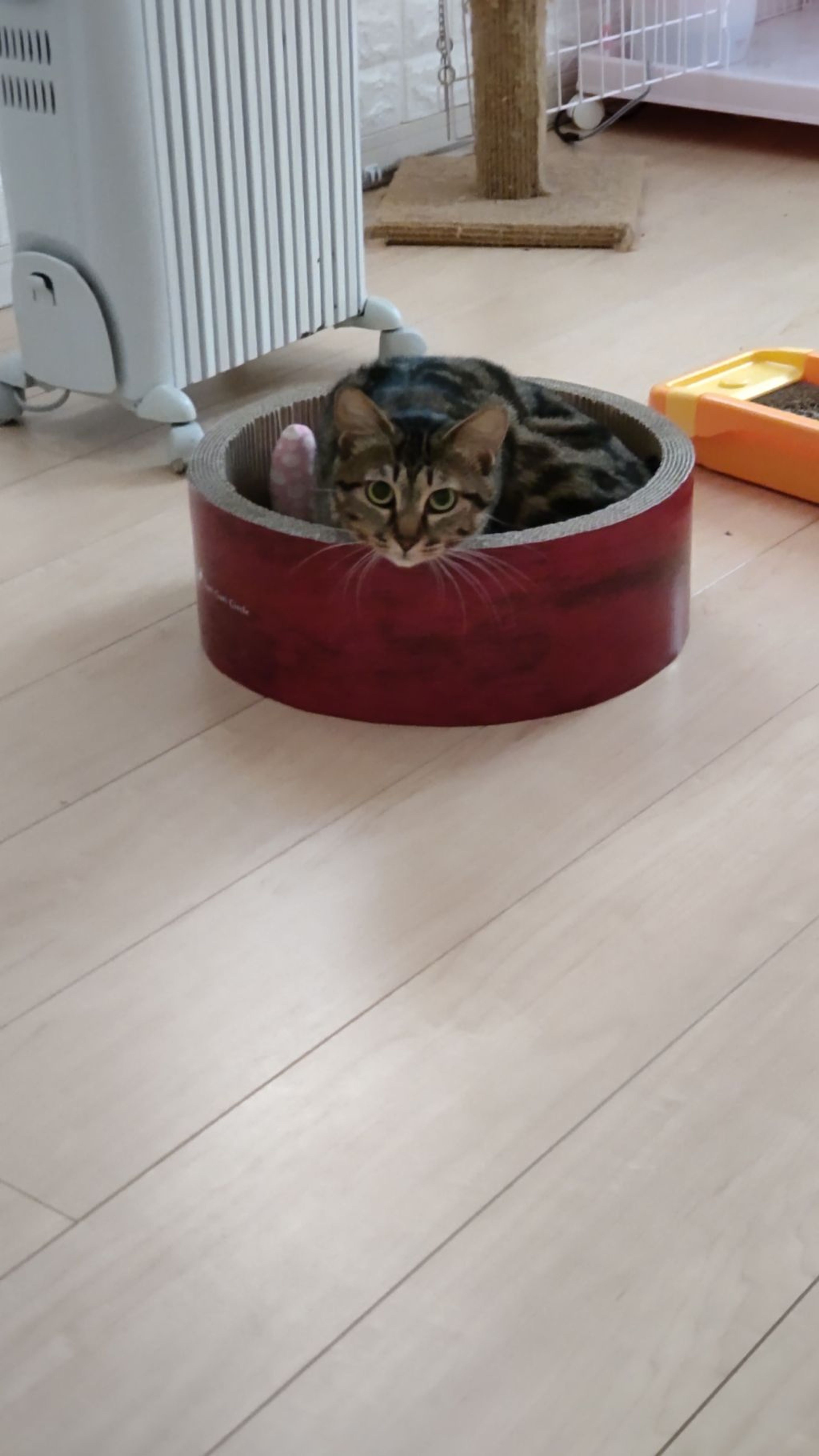 pet-image-3