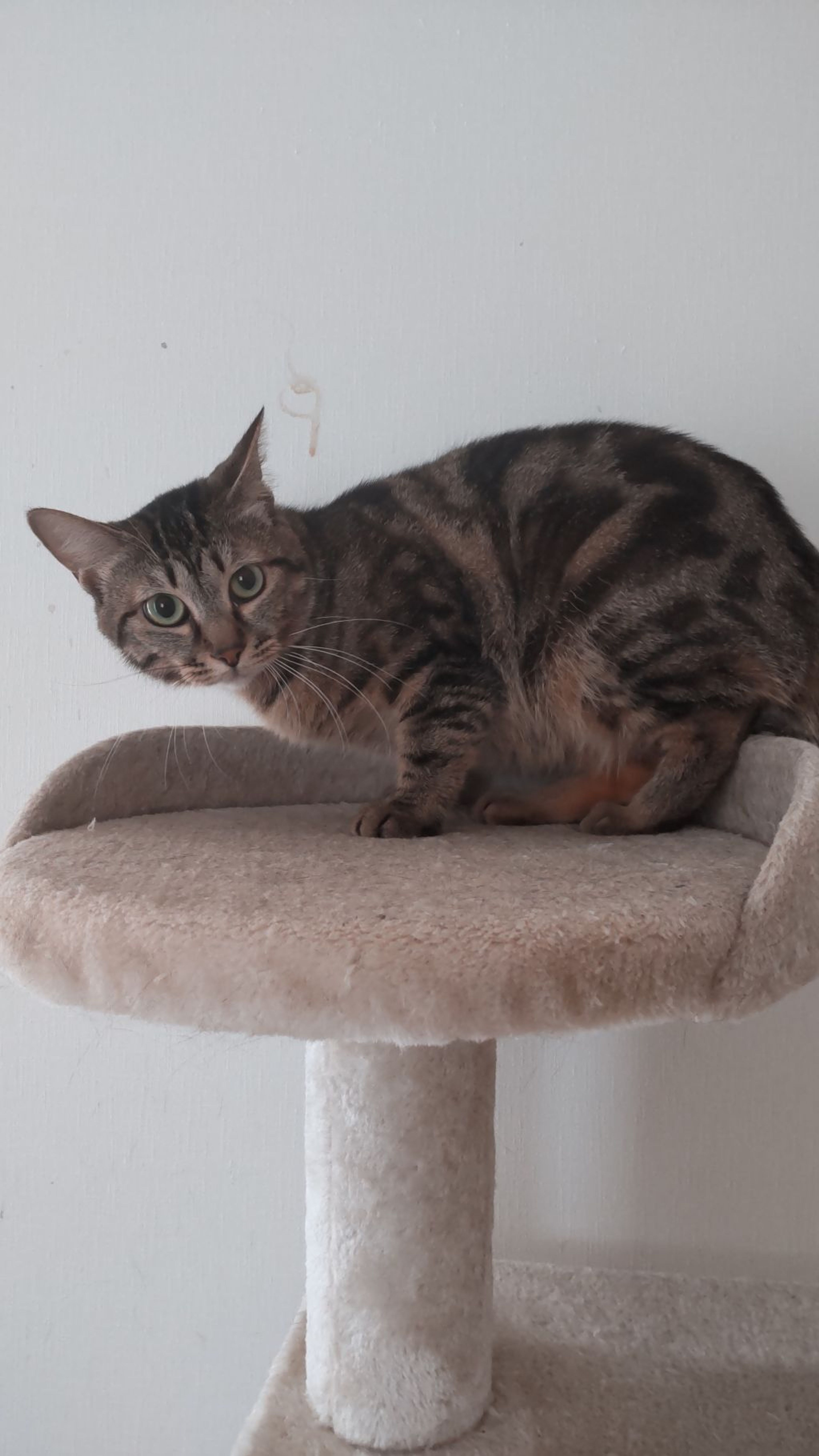 pet-image-6