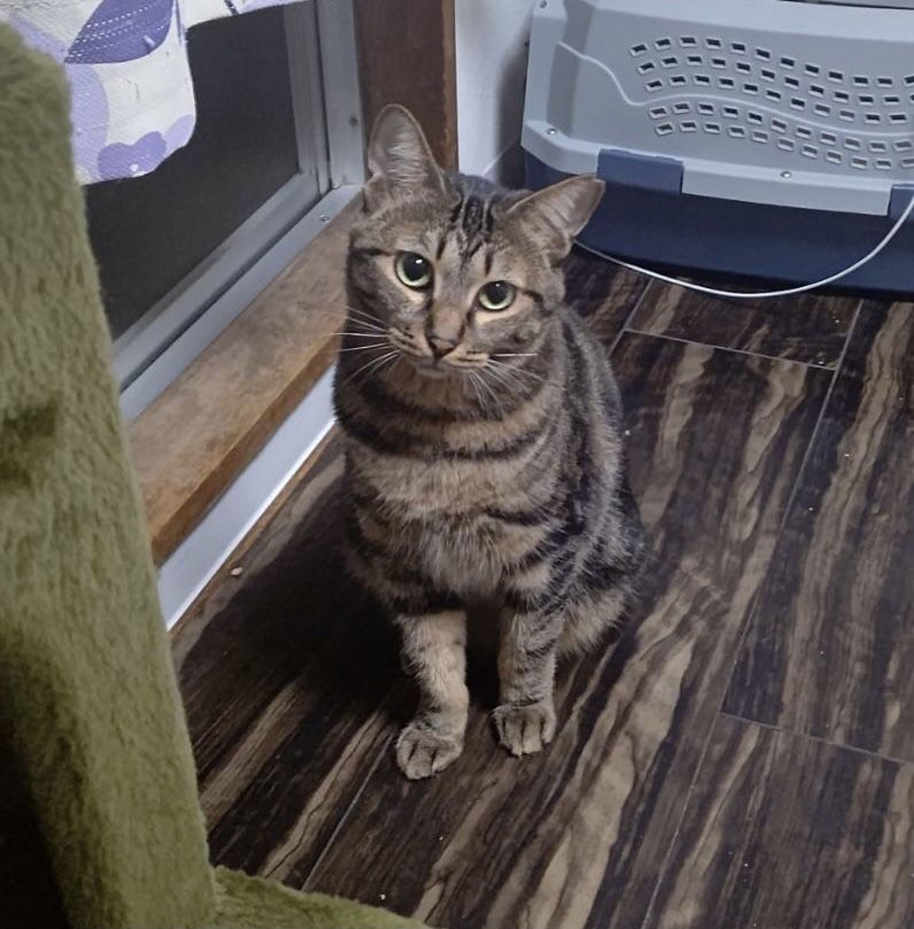 pet-image-4