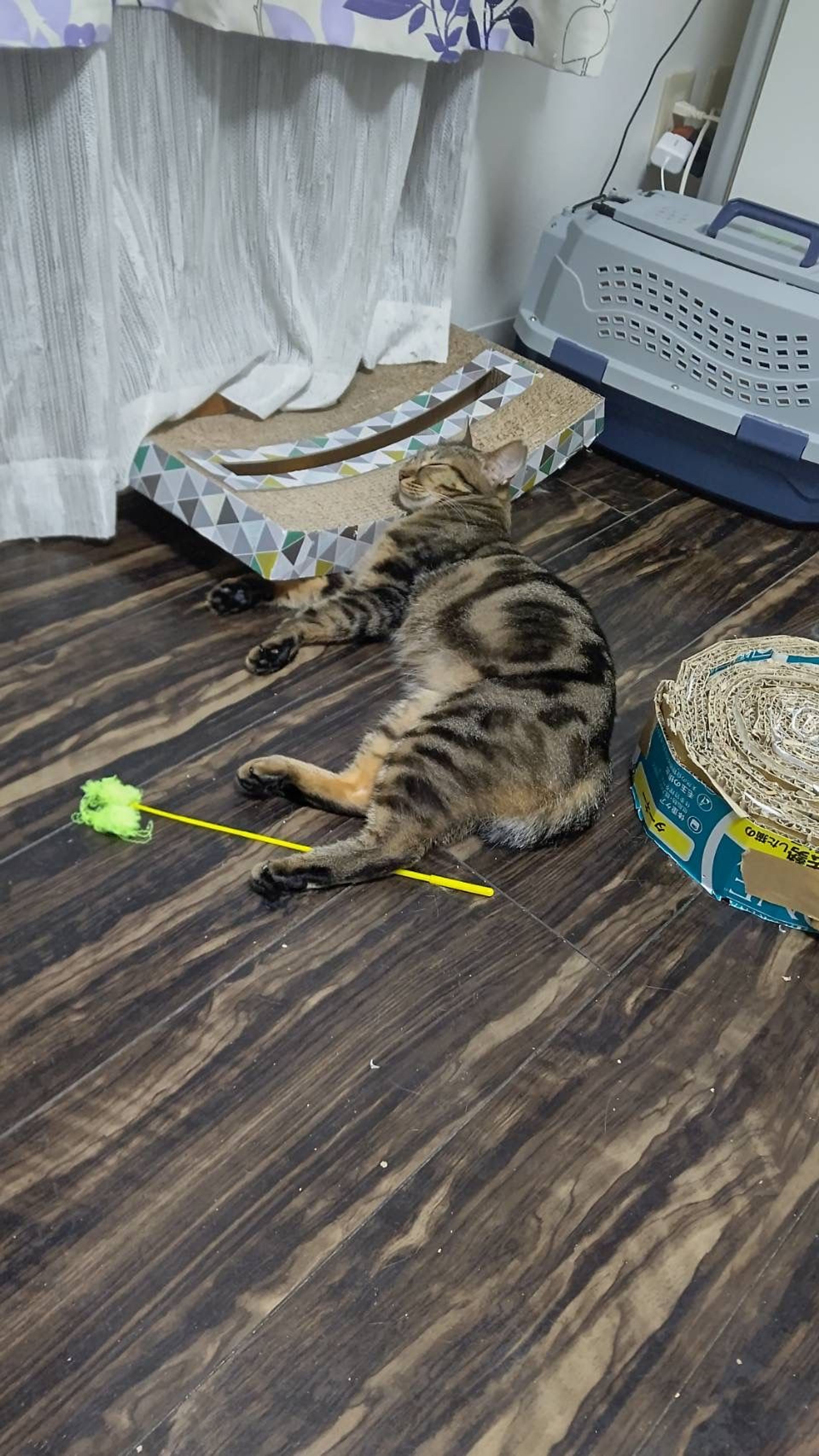 pet-image-8