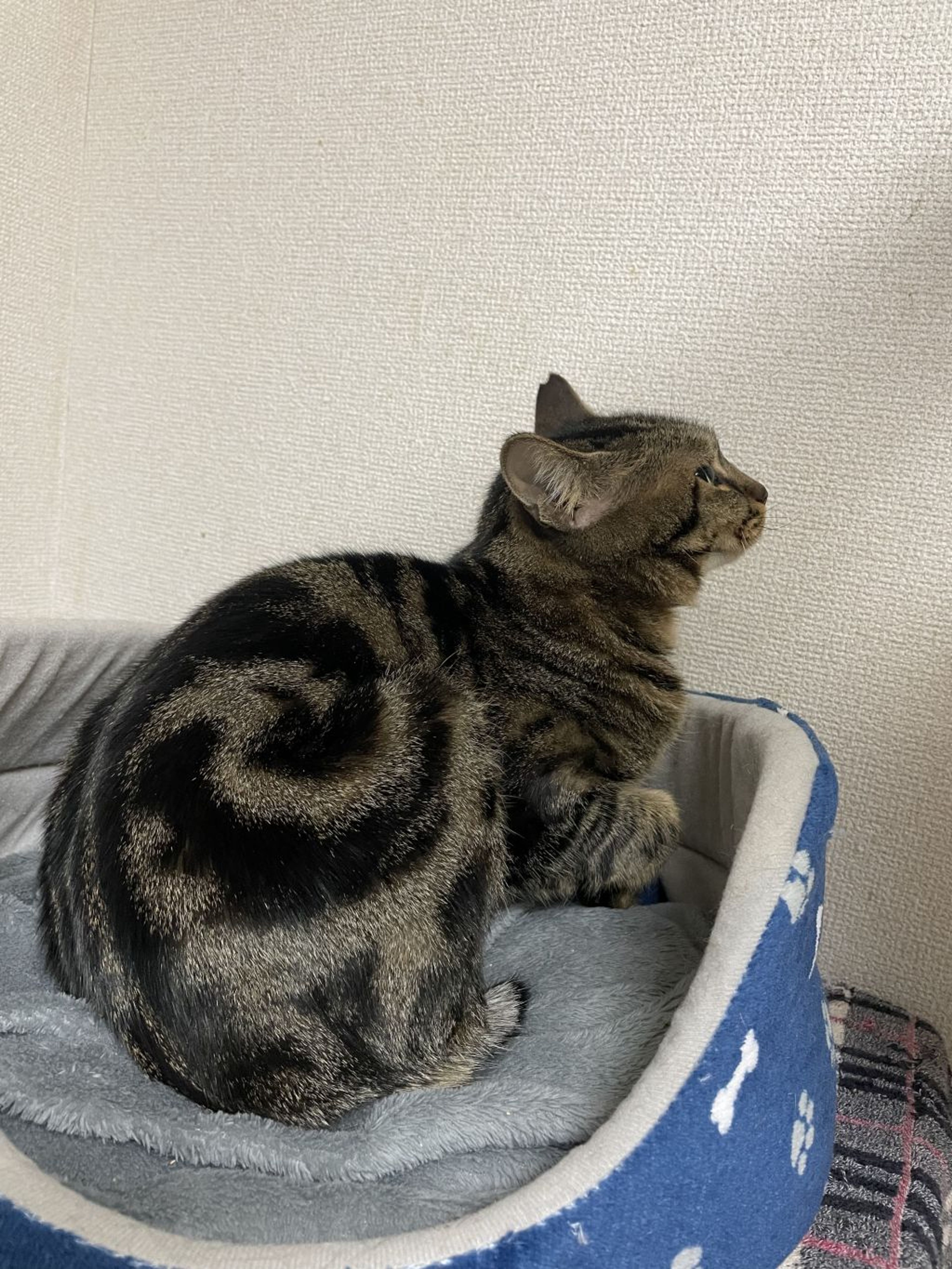 pet-image-5