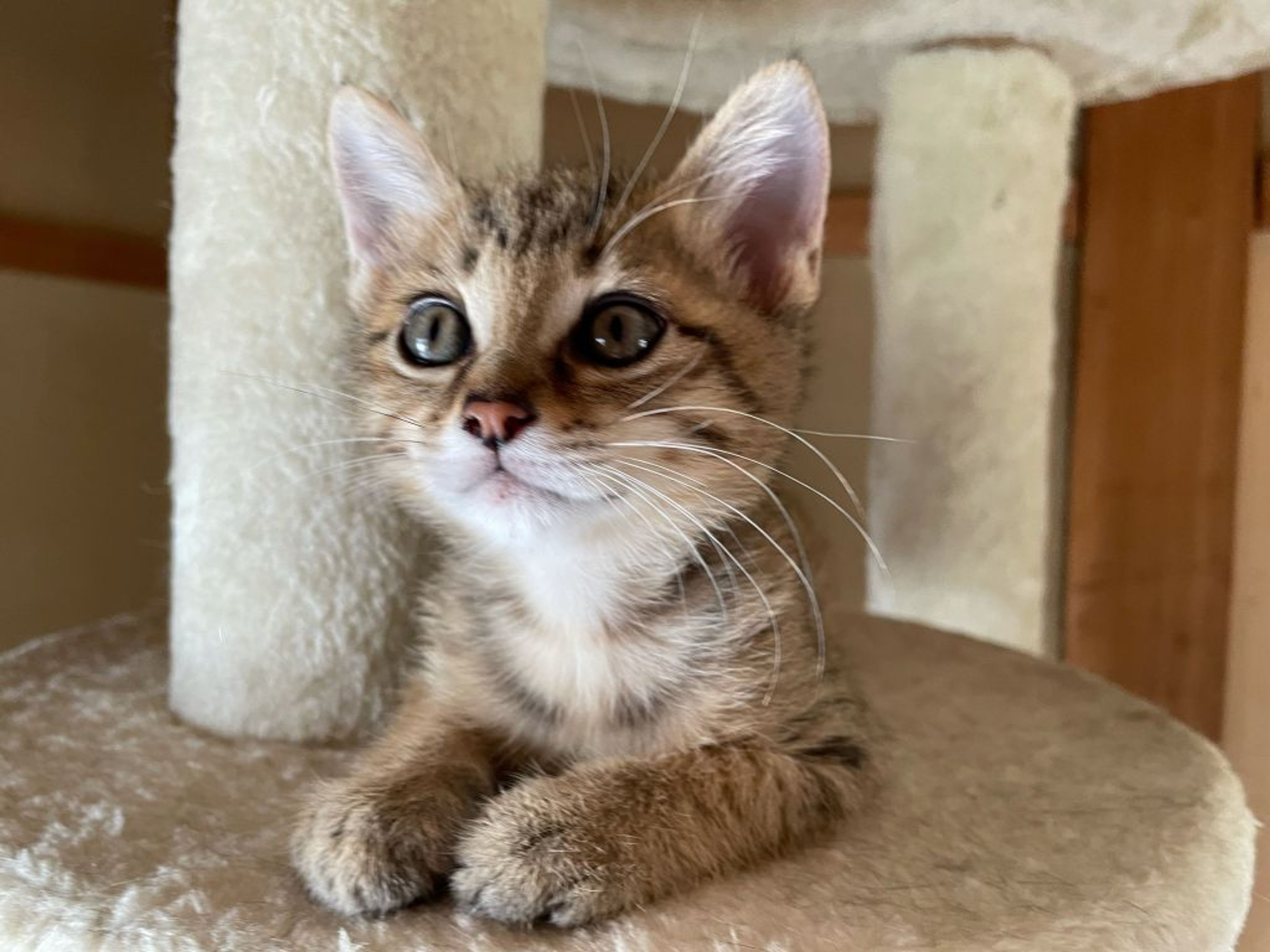 pet-image-3