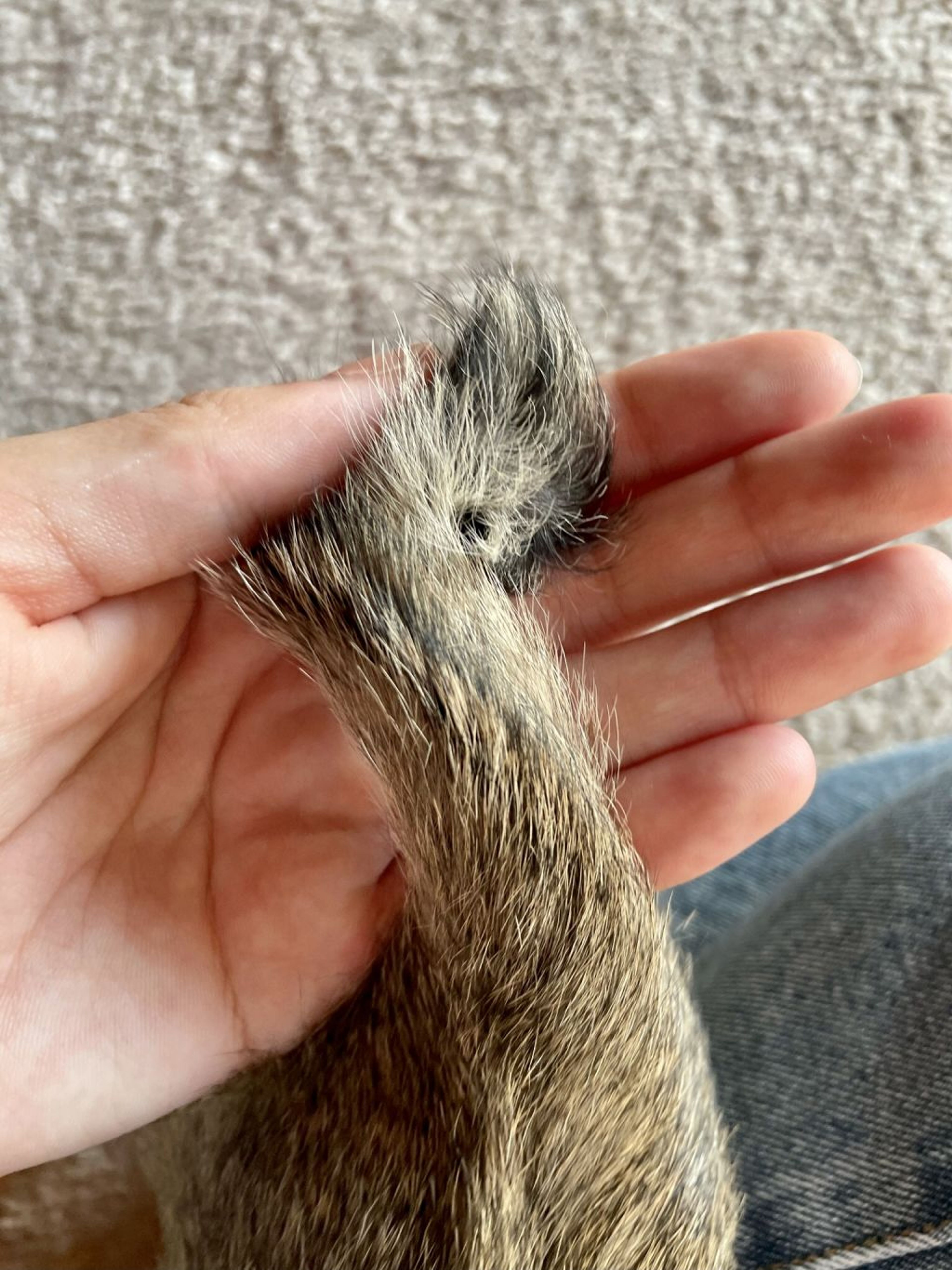pet-image-4