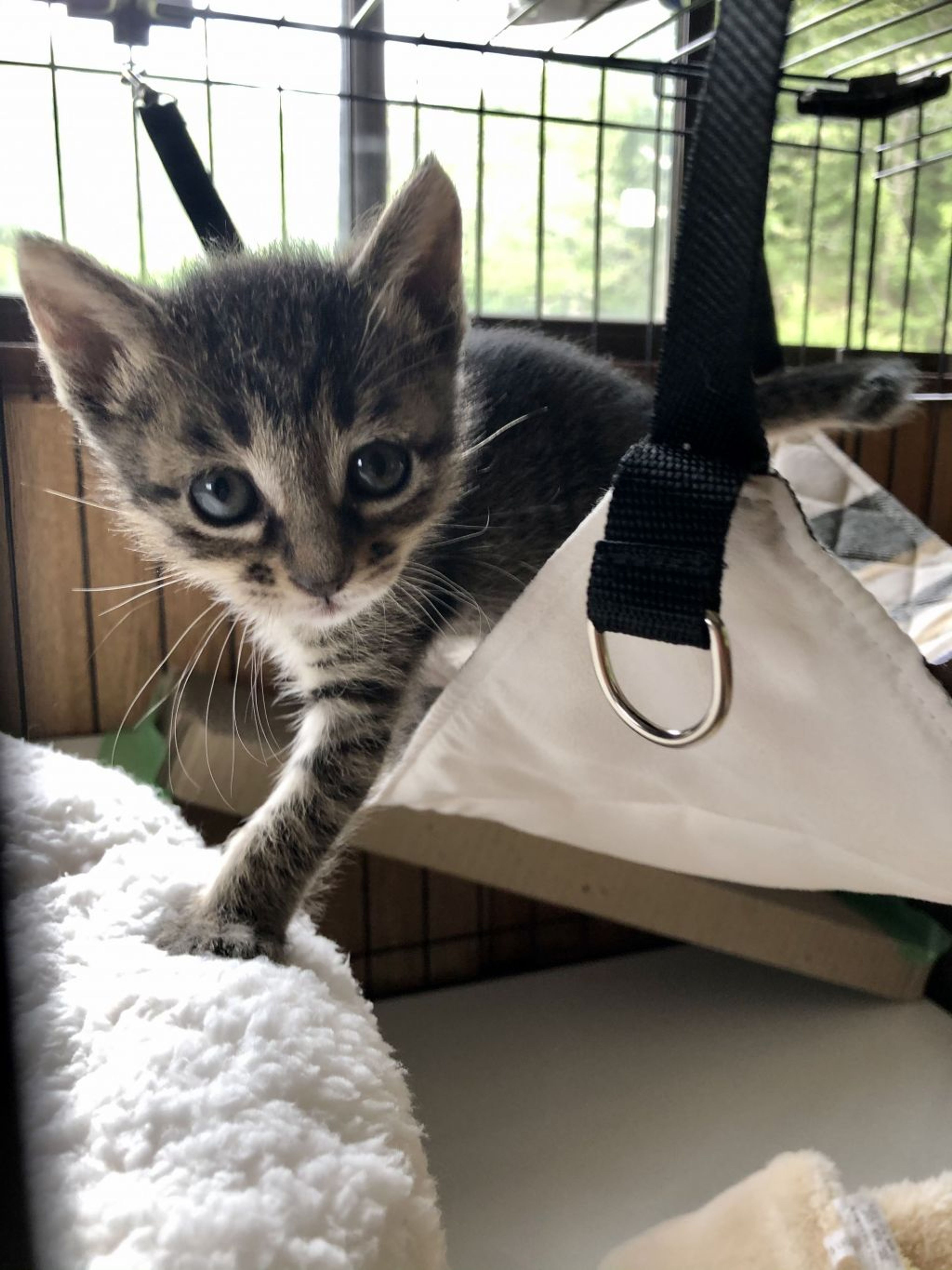 雑種（ミックス猫）・メスの里親募集の写真