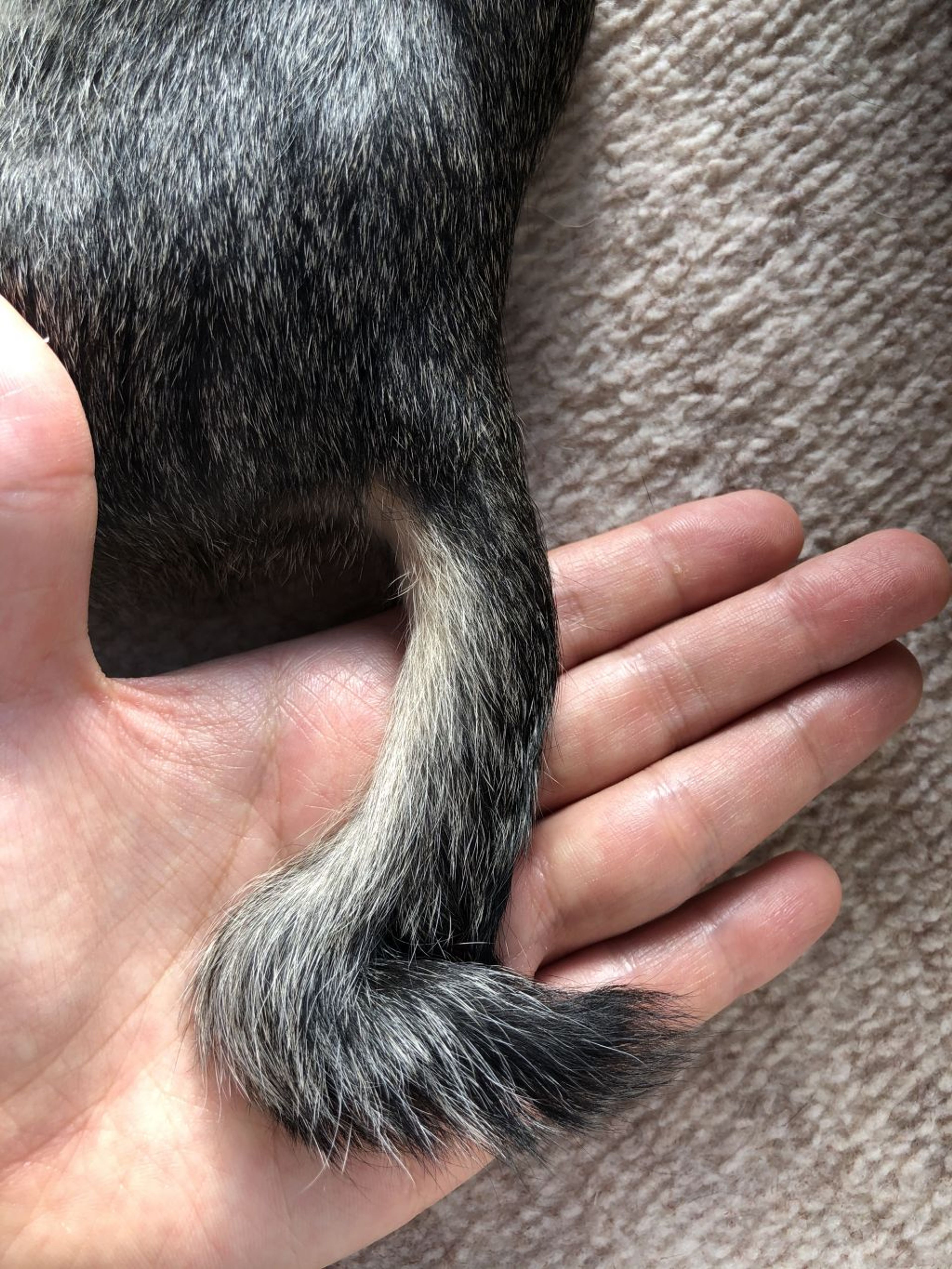 pet-image-4