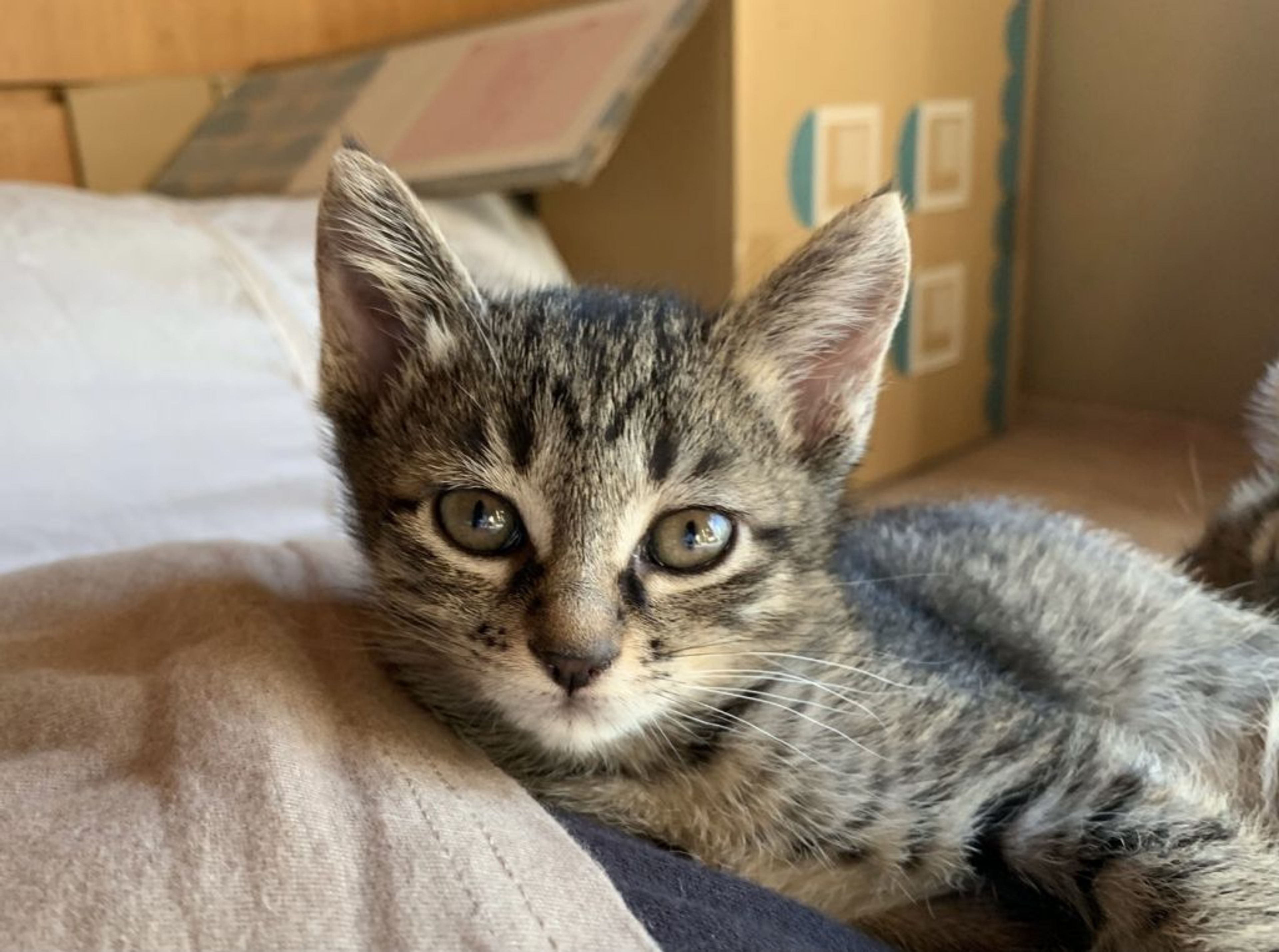pet-image-5