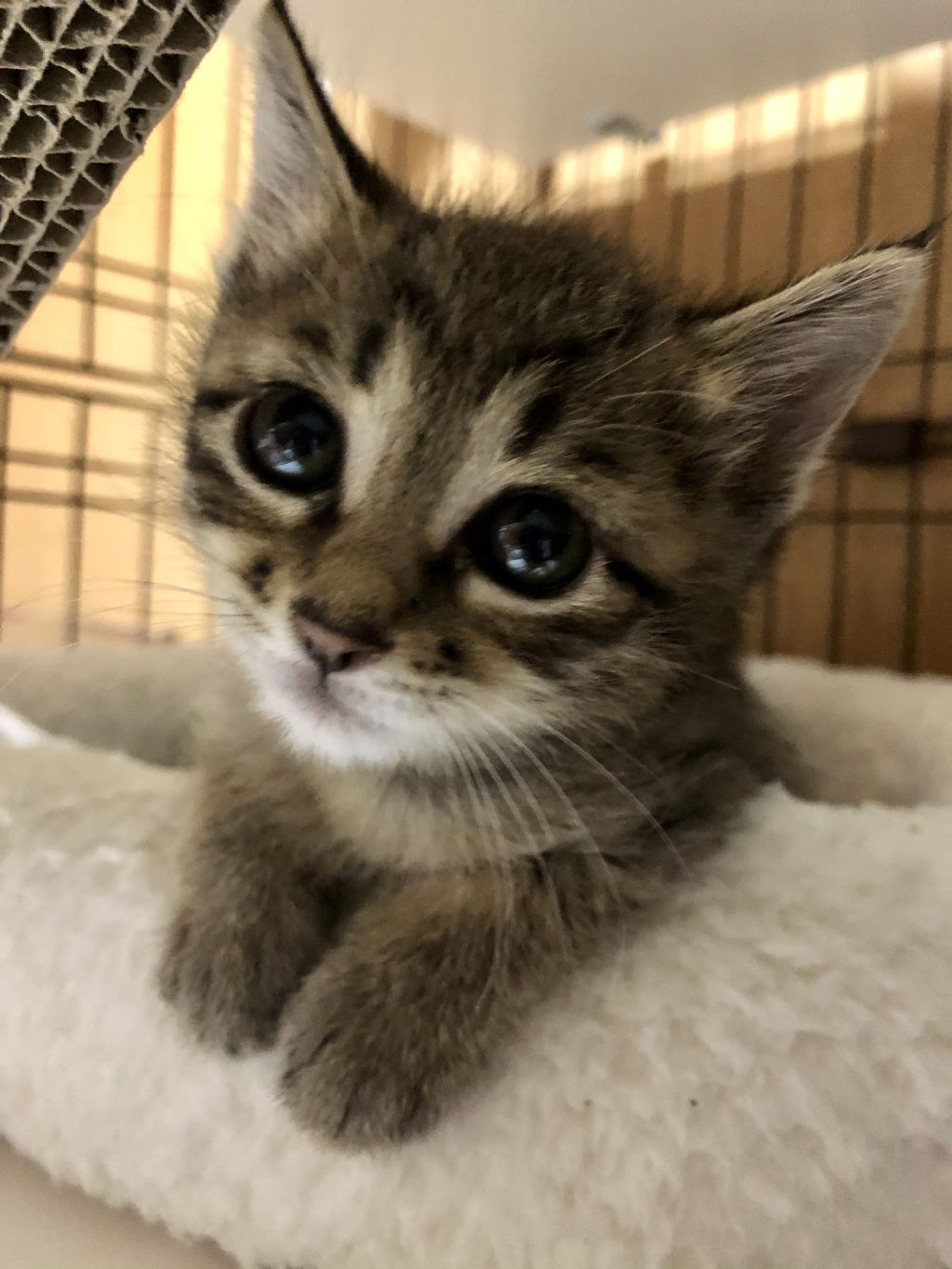 雑種（ミックス猫）・メスの里親募集の写真