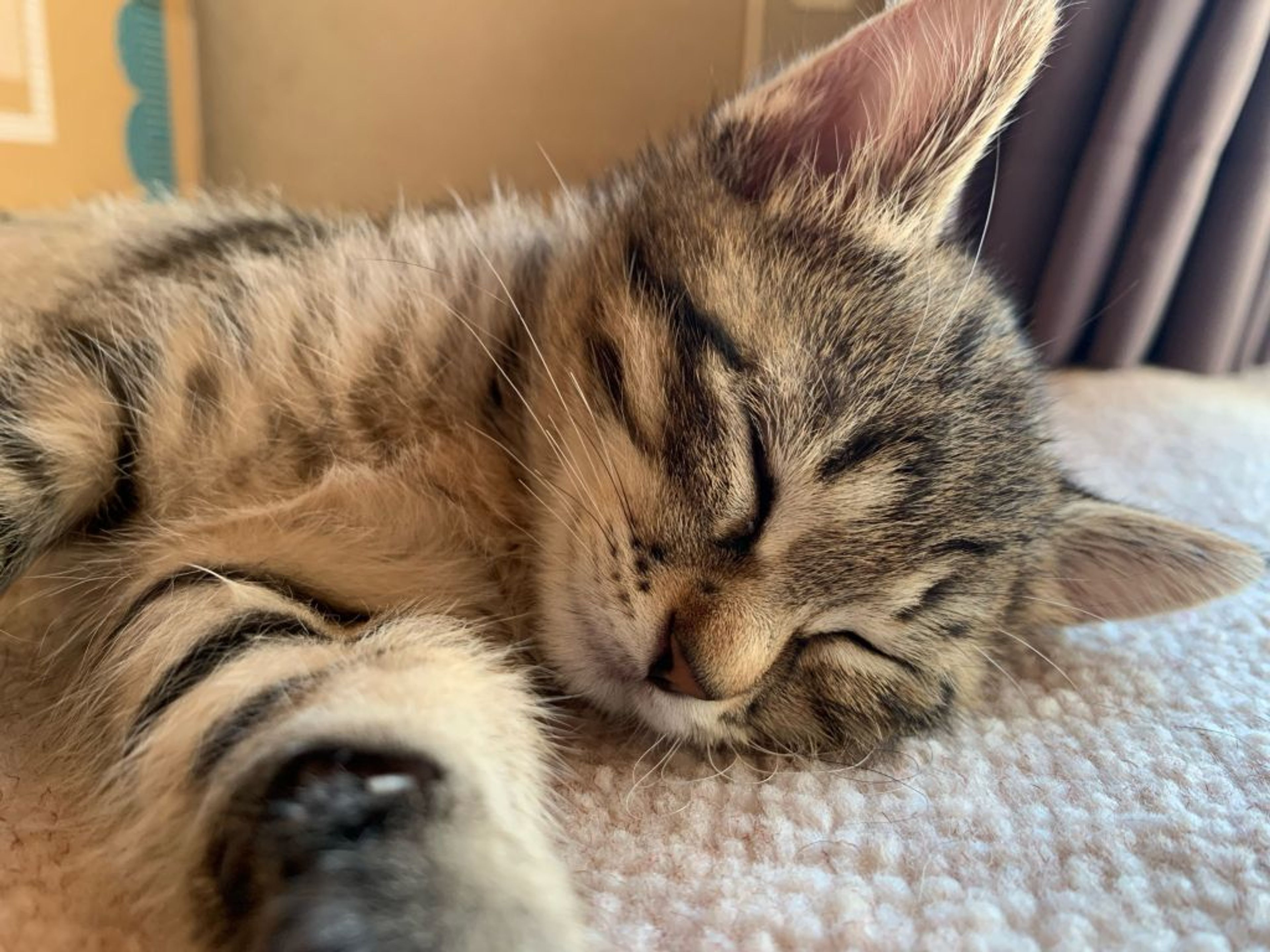 pet-image-2