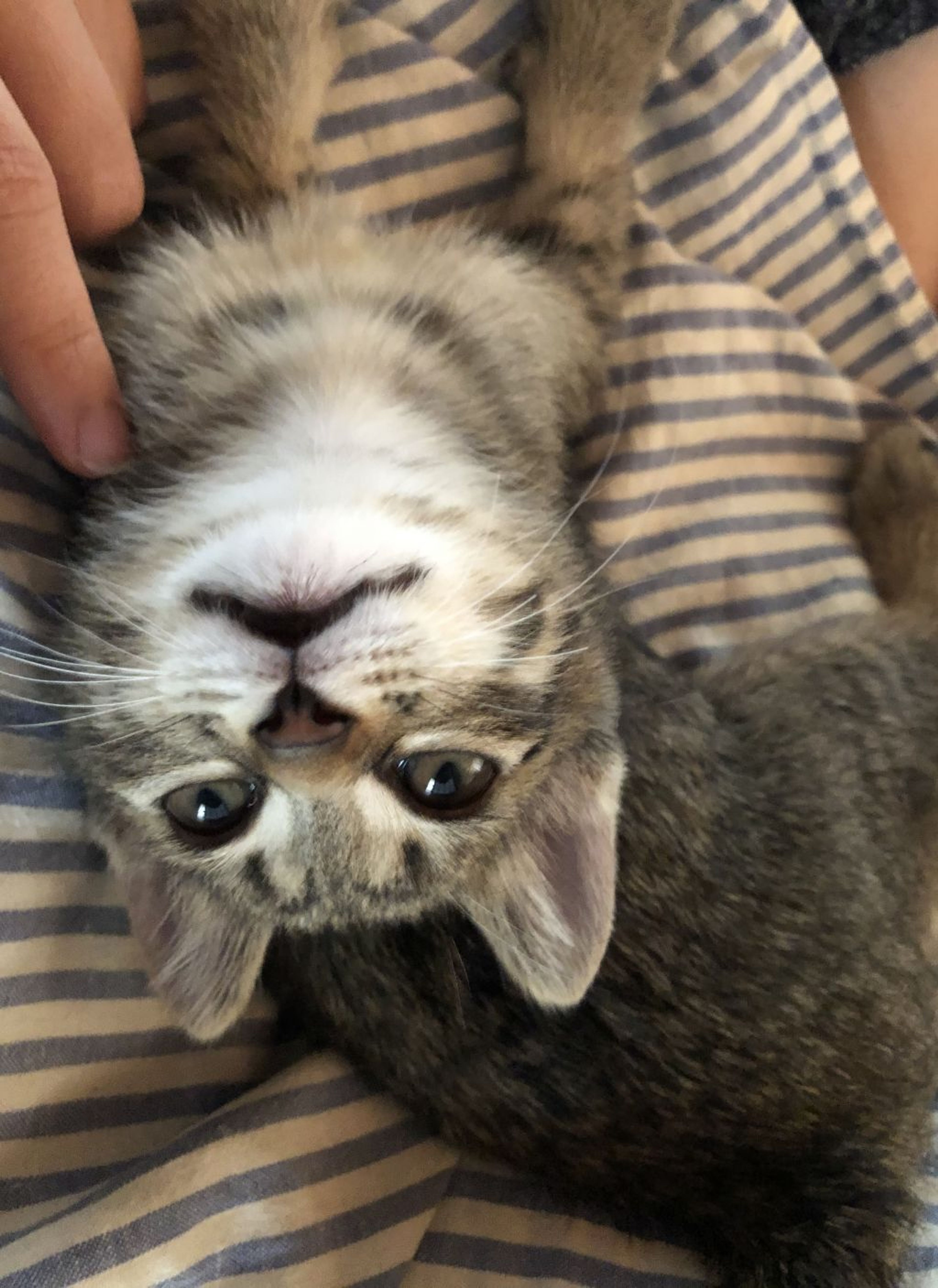 pet-image-3