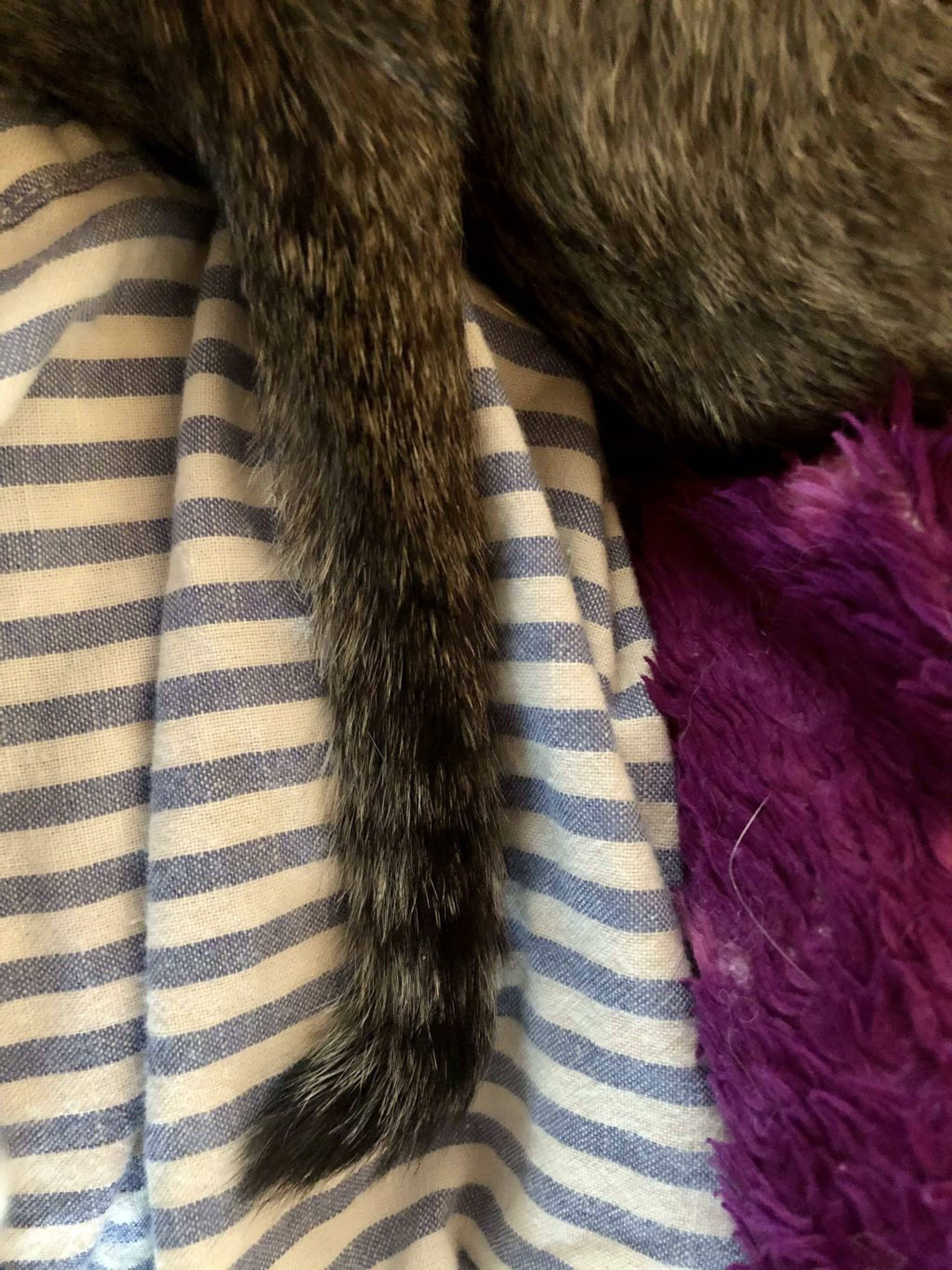 pet-image-4