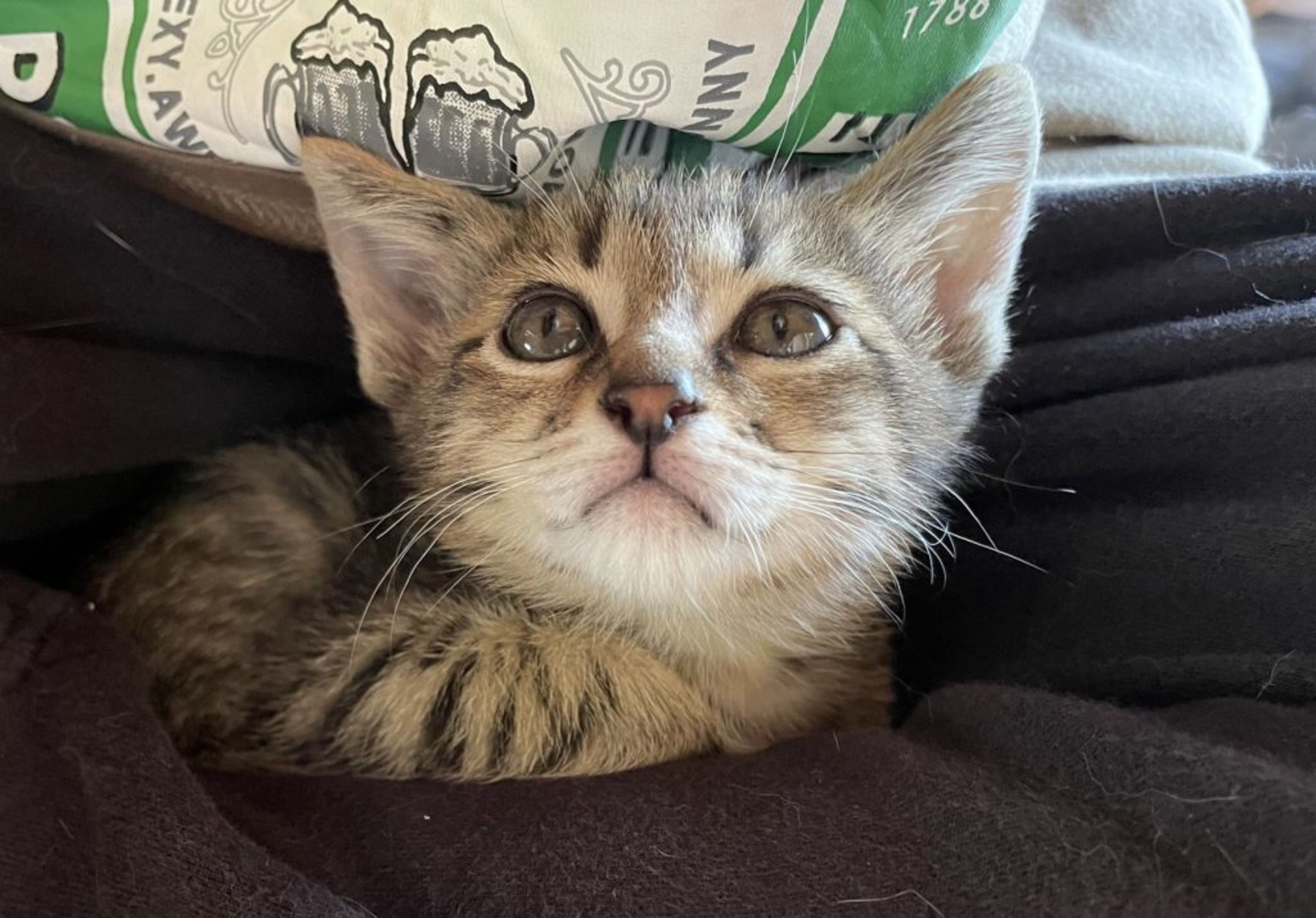 雑種（ミックス猫）・オスの里親募集の写真