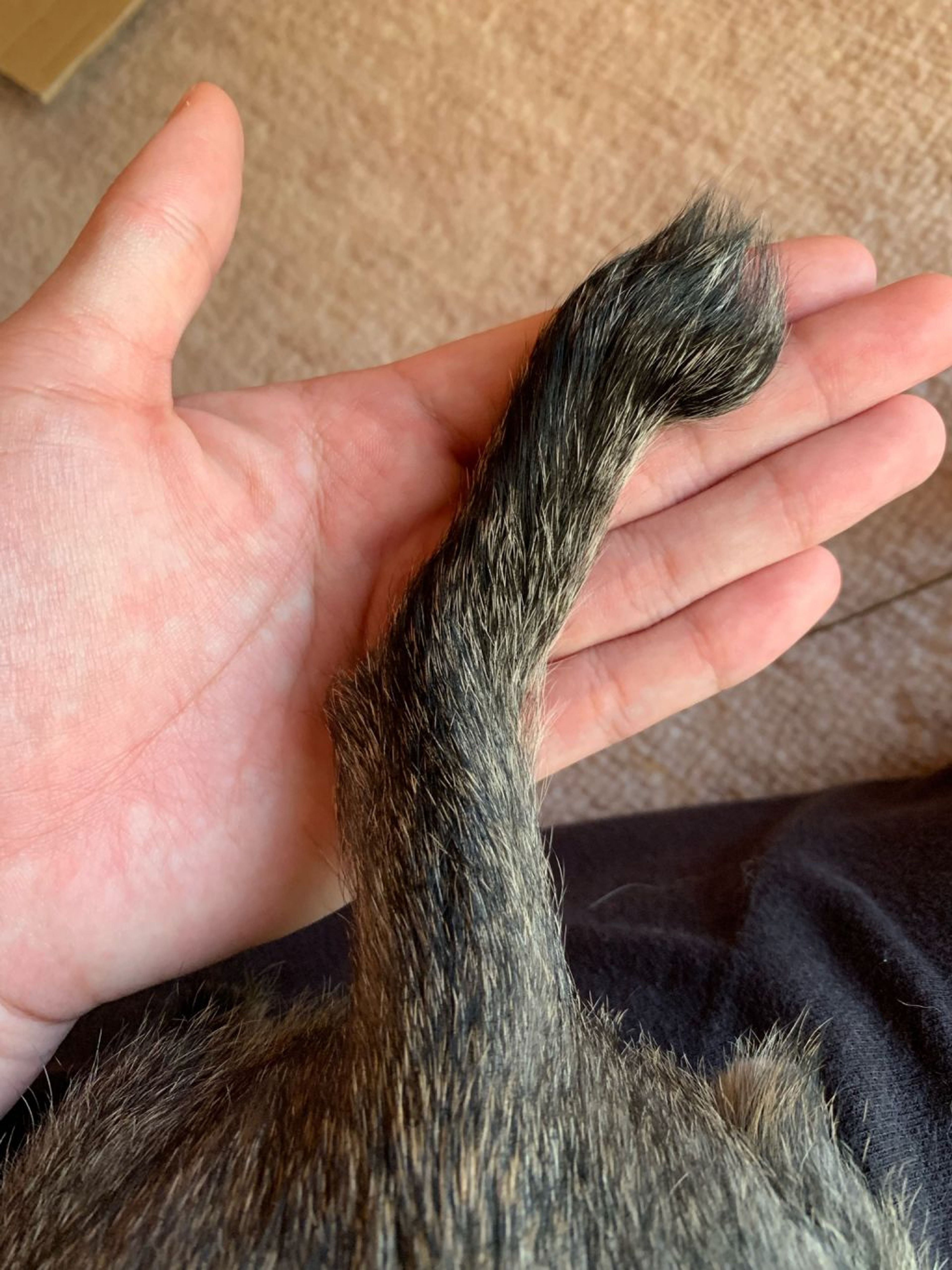 pet-image-4