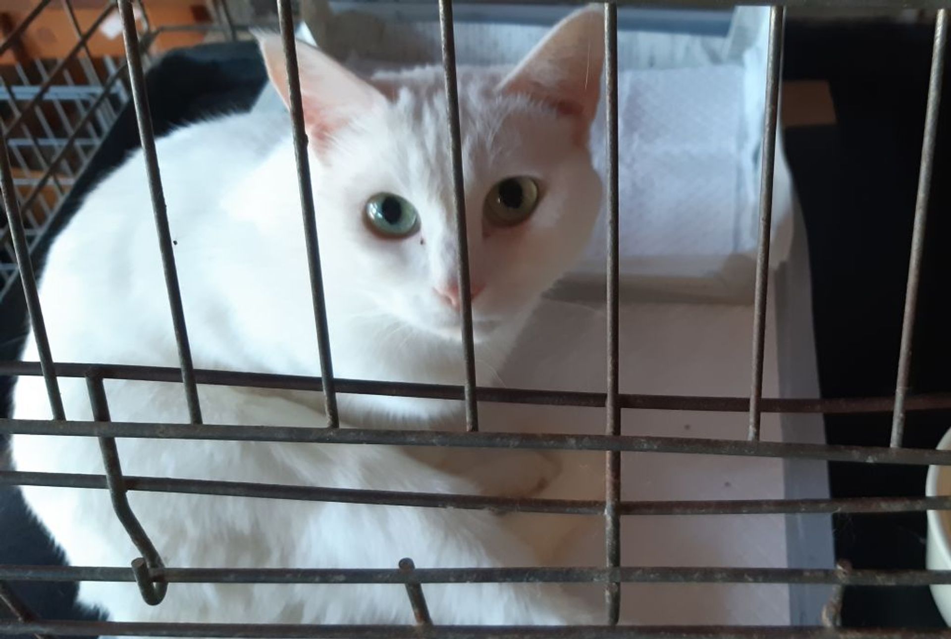 雑種（ミックス猫）・メスの里親募集の写真