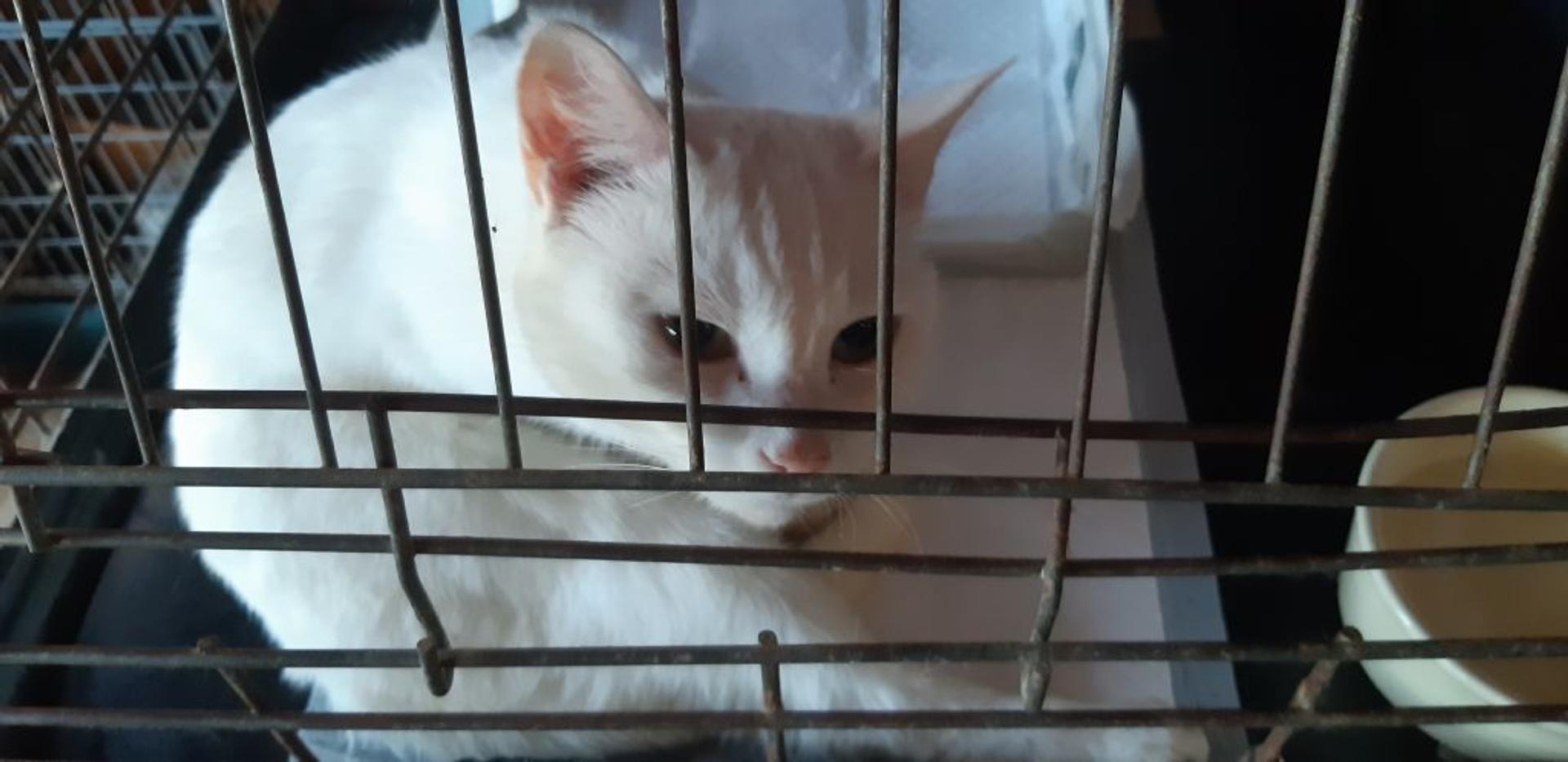 pet-image-4