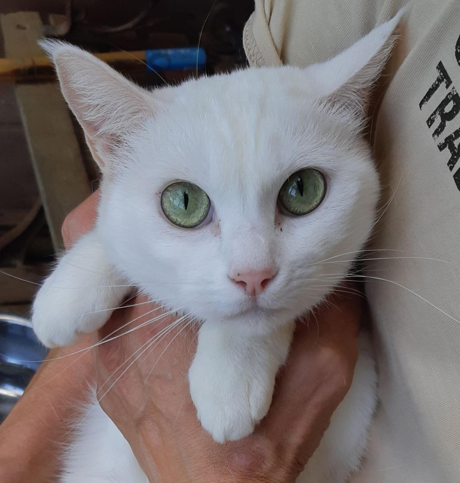 pet-image-2