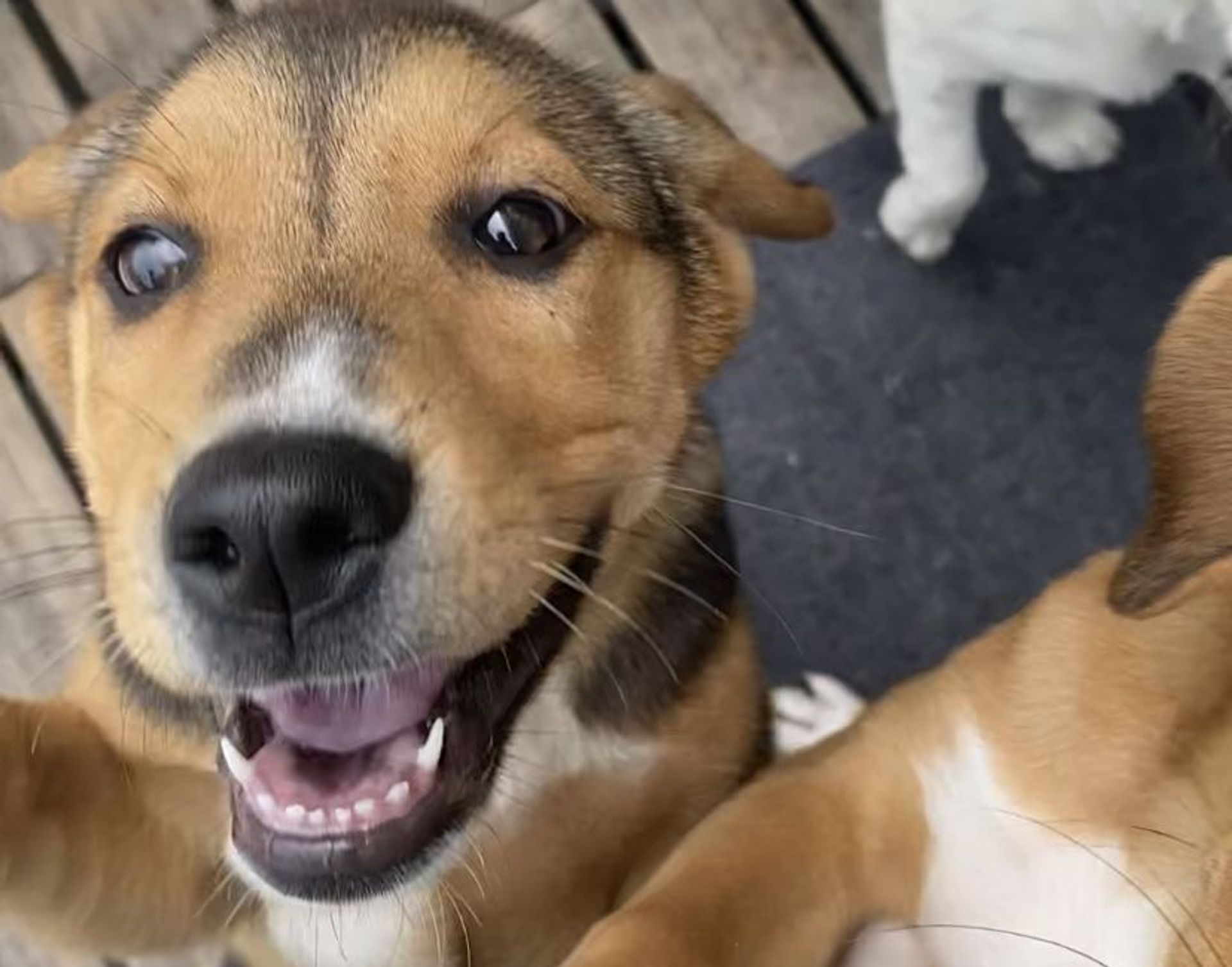 雑種（ミックス犬）・メスの里親募集の写真
