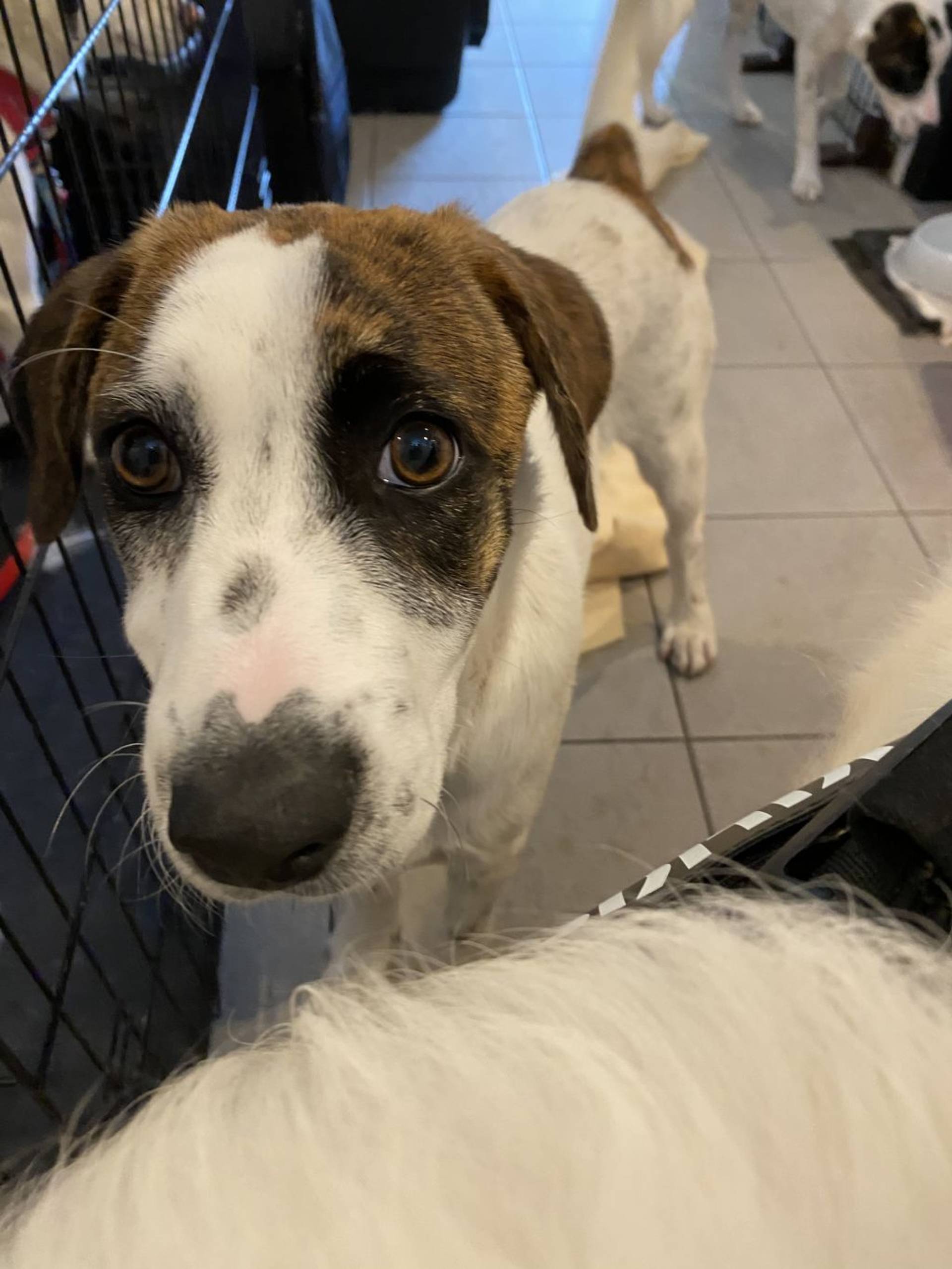 雑種（ミックス犬）・オスの里親募集の写真