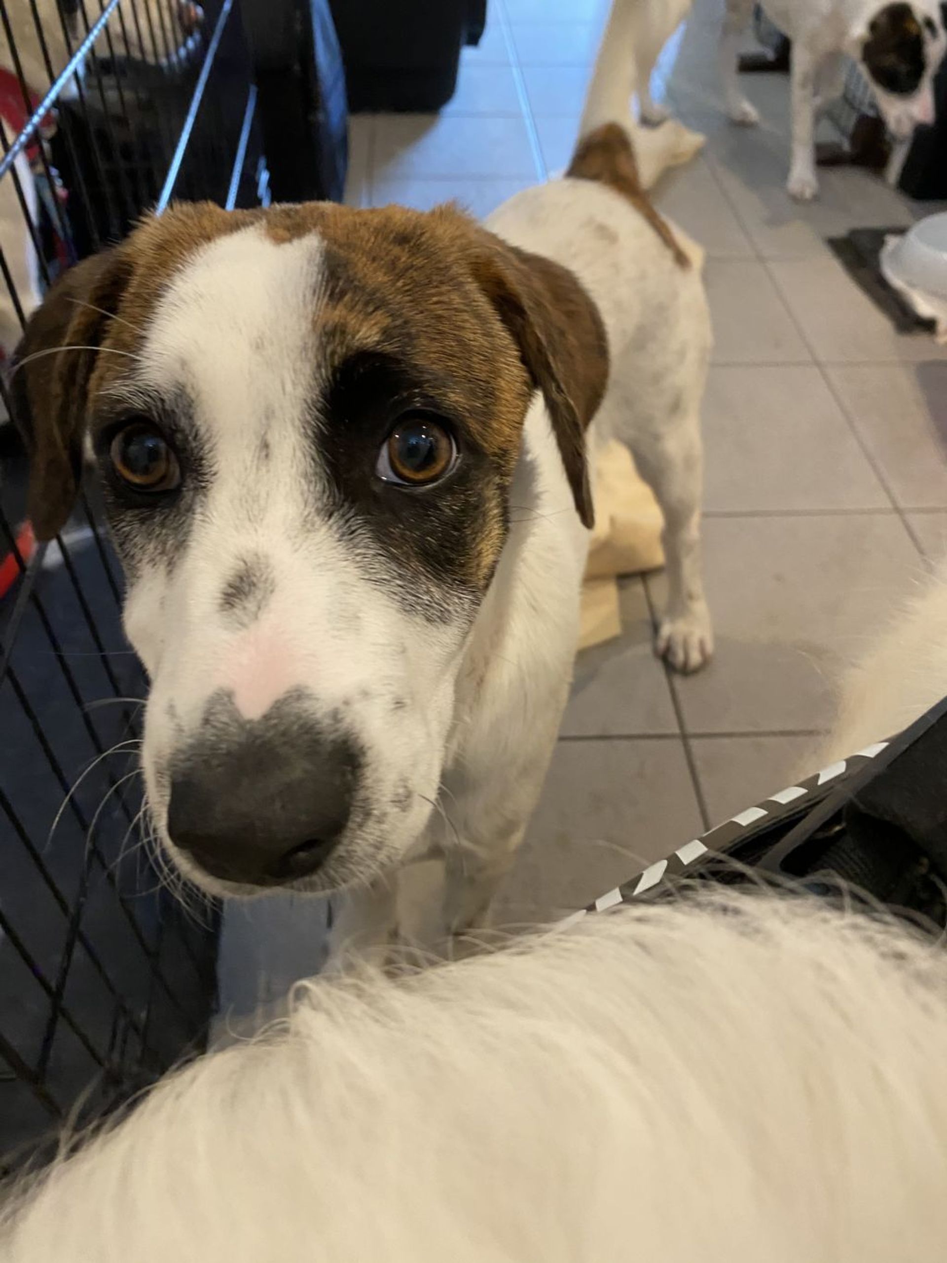 雑種（ミックス犬）・オスの里親募集の写真