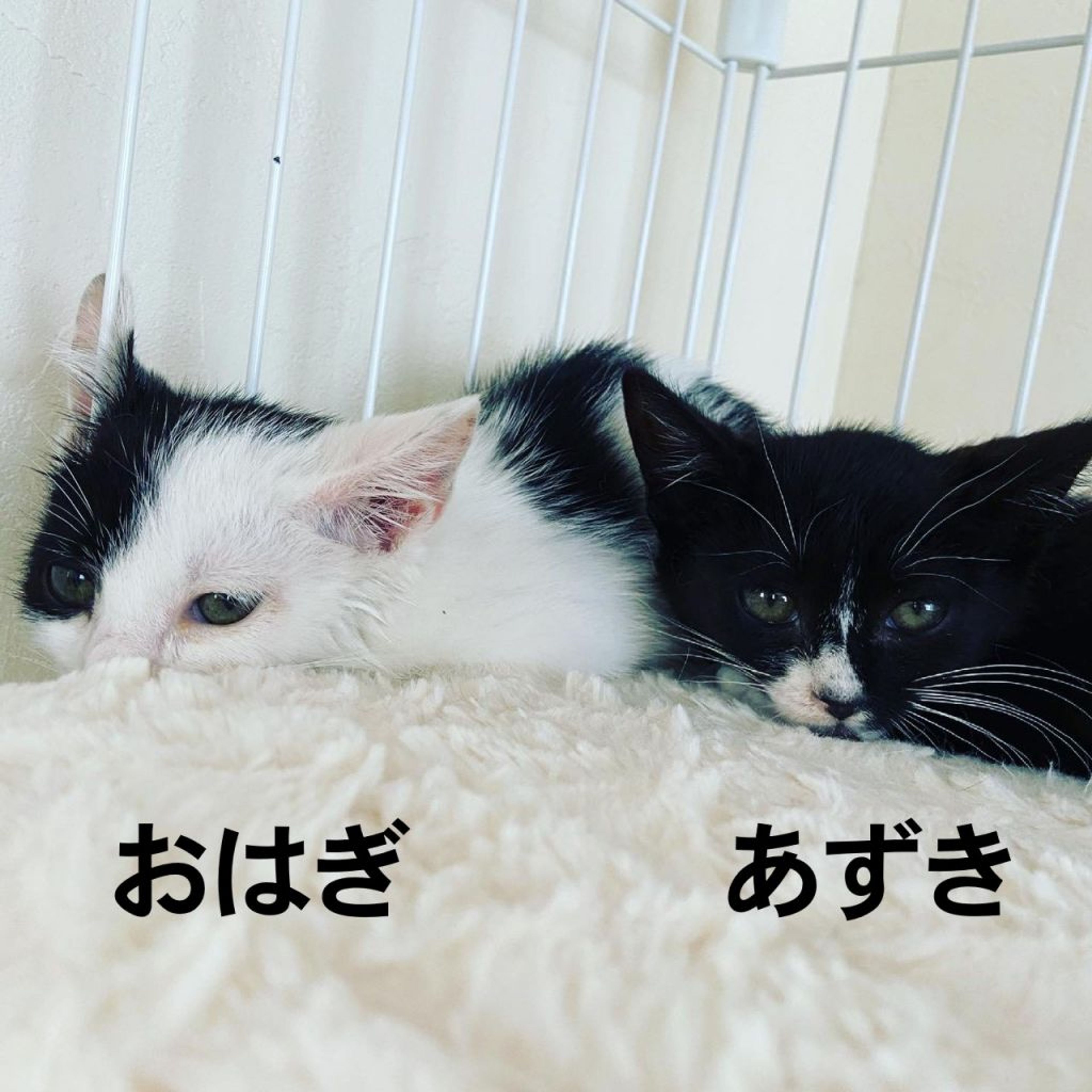 pet-image-5