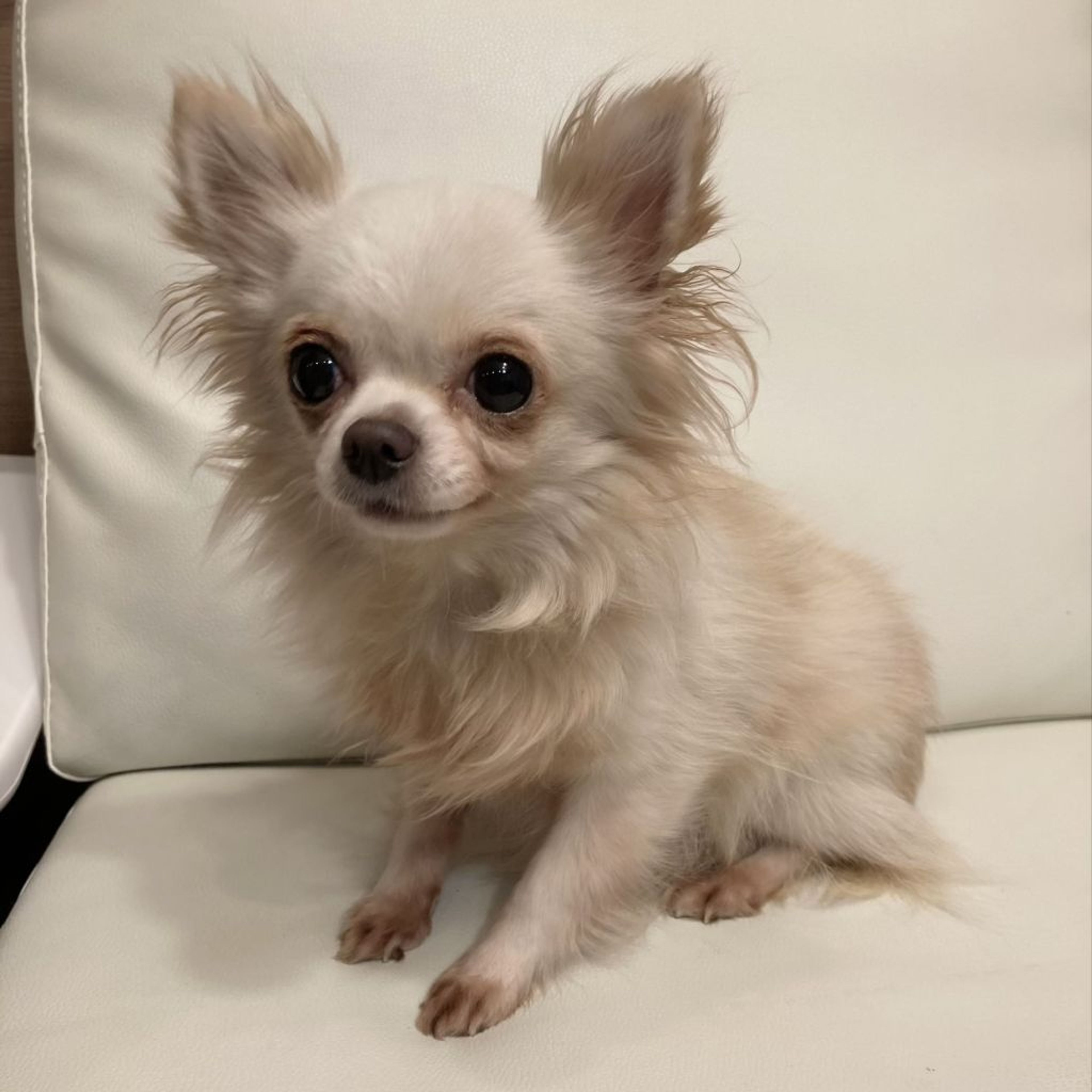 pet-image-2