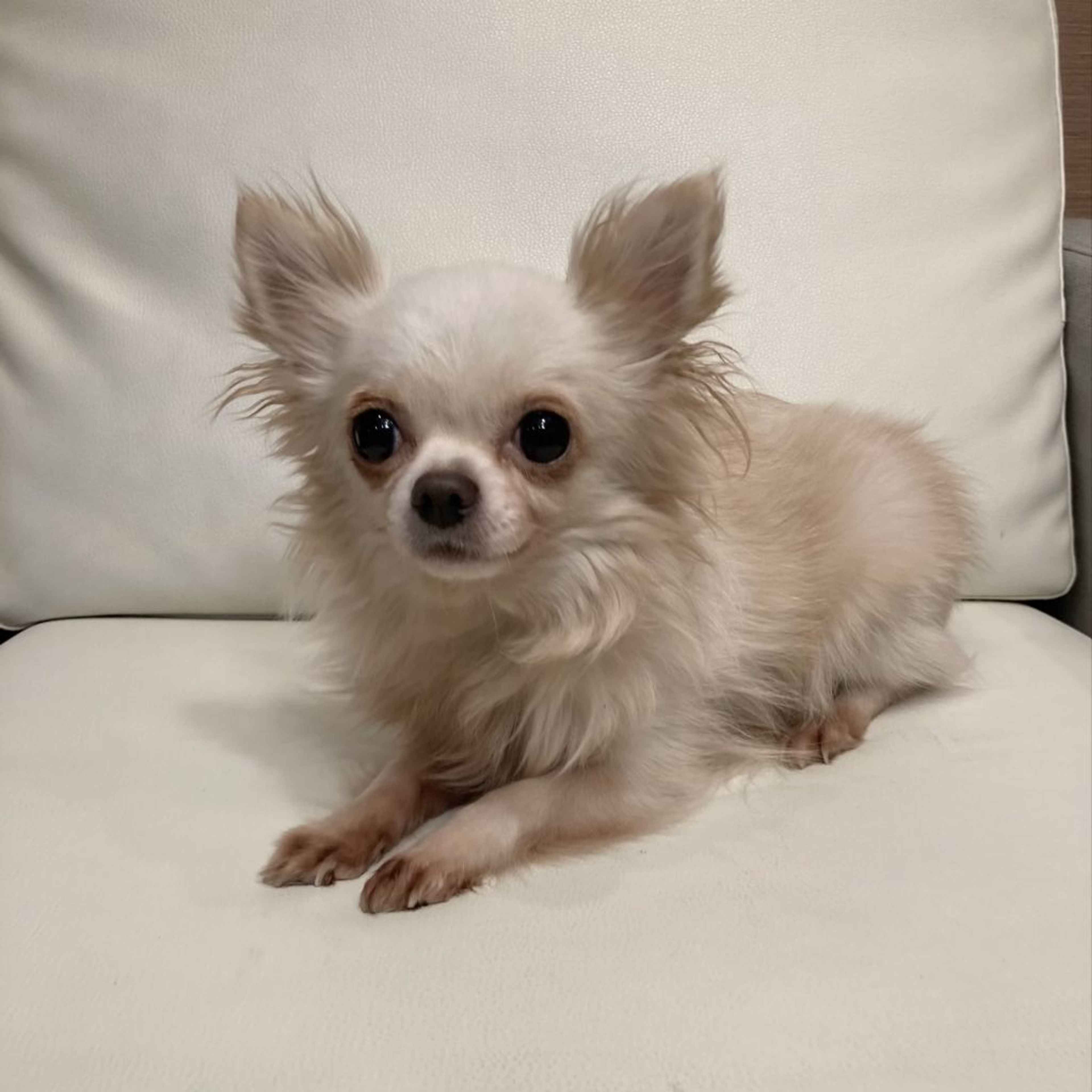 pet-image-4