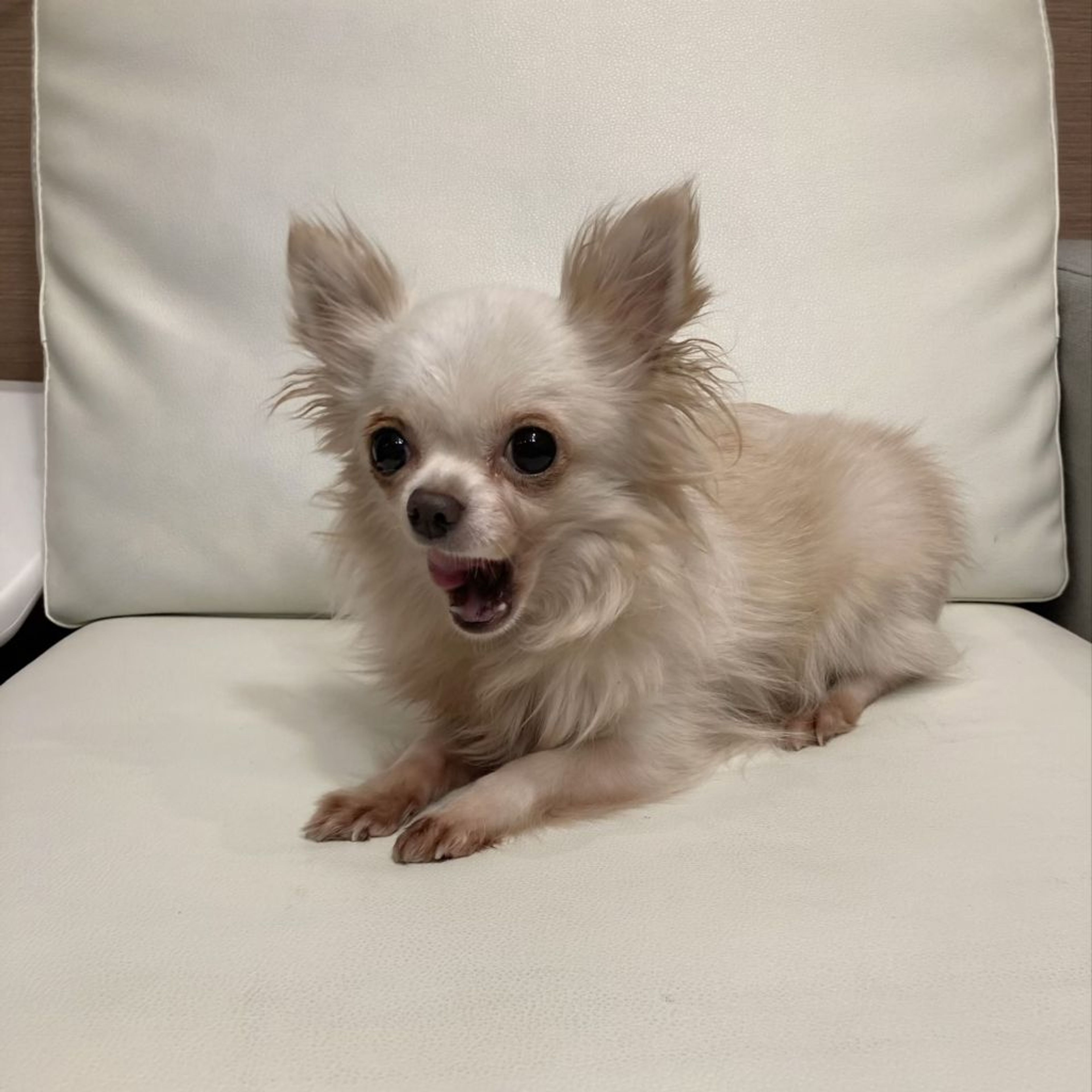 pet-image-5