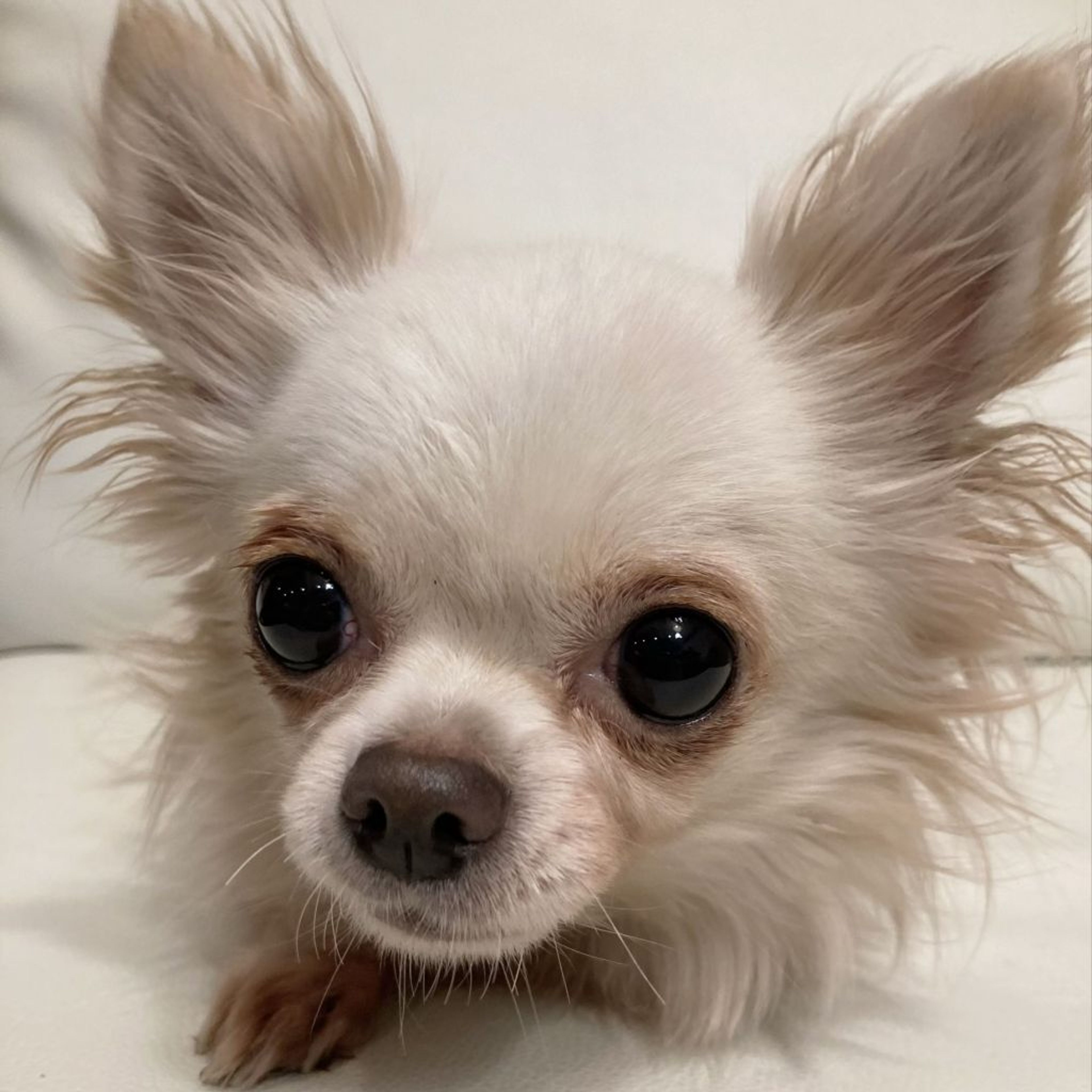 pet-image-6