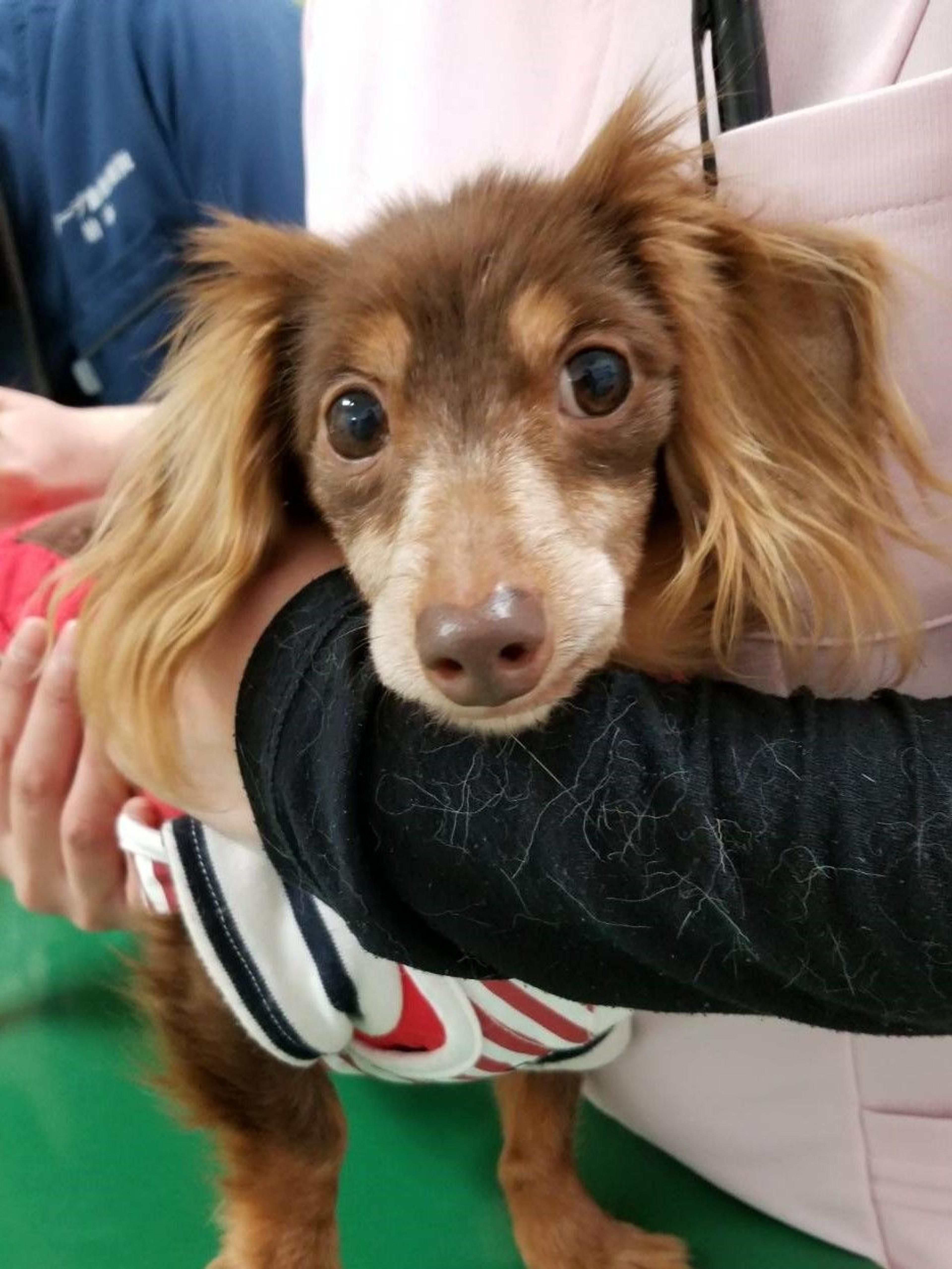 pet-image-2