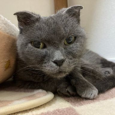 てつこの写真