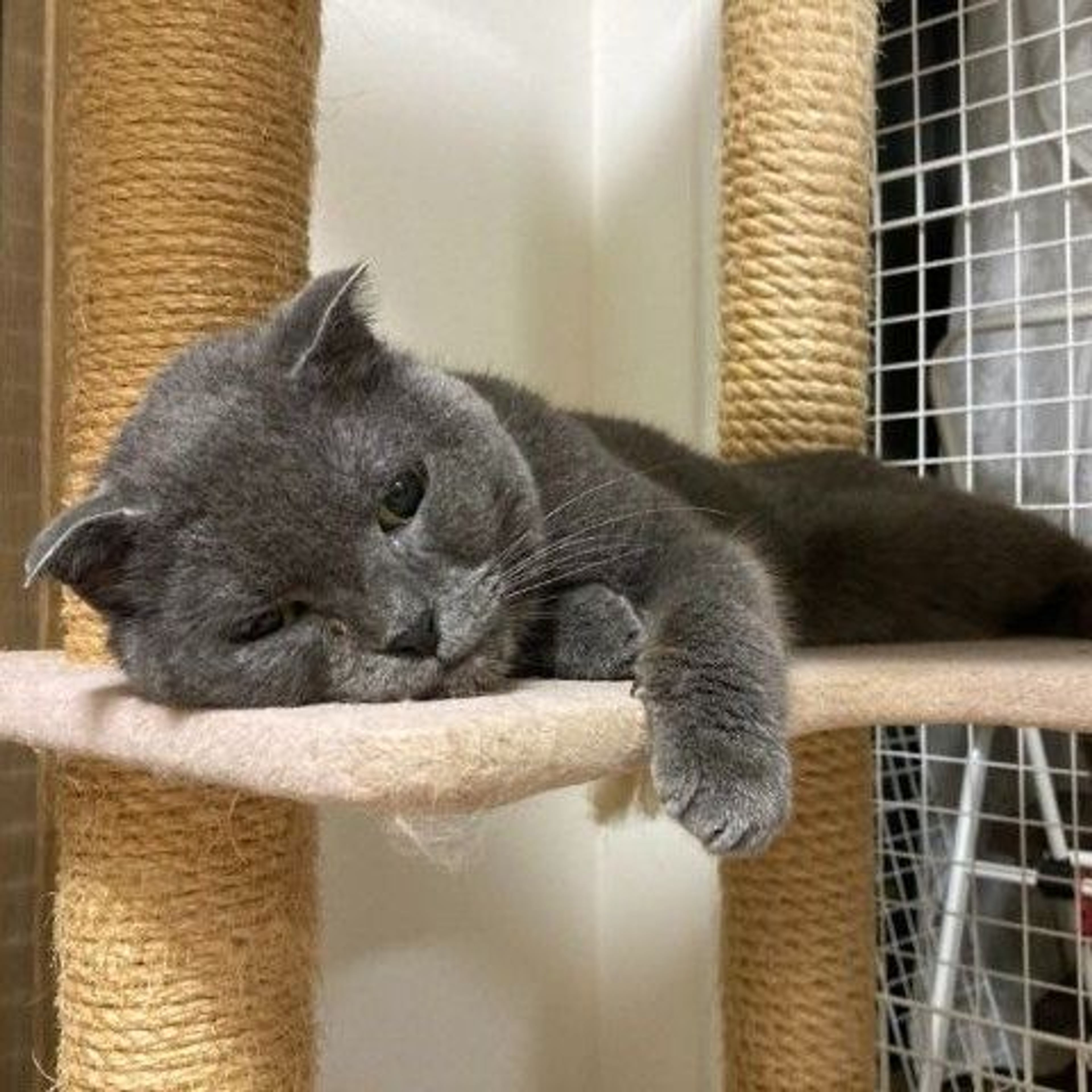 pet-image-3