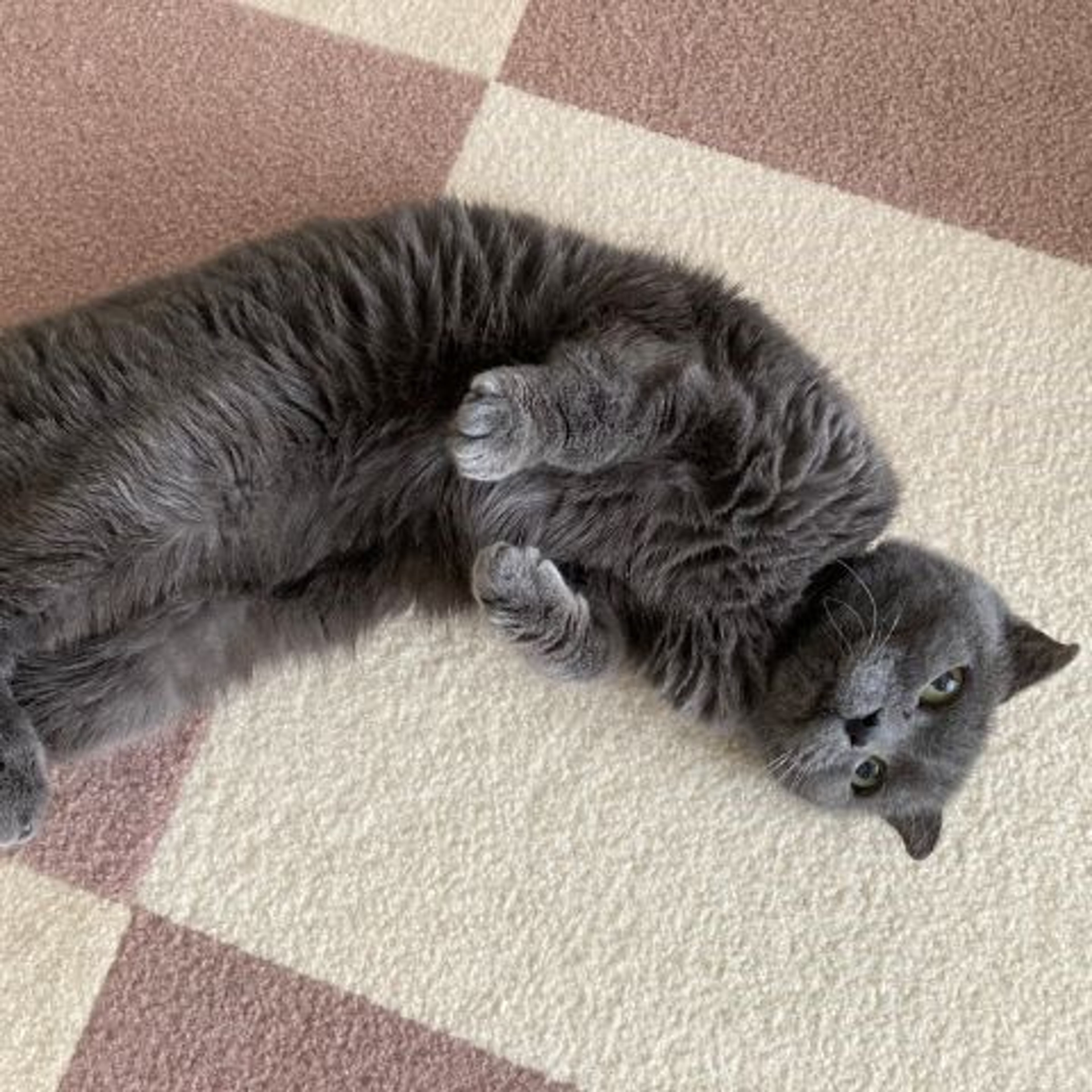 pet-image-4