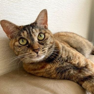 むぅの写真