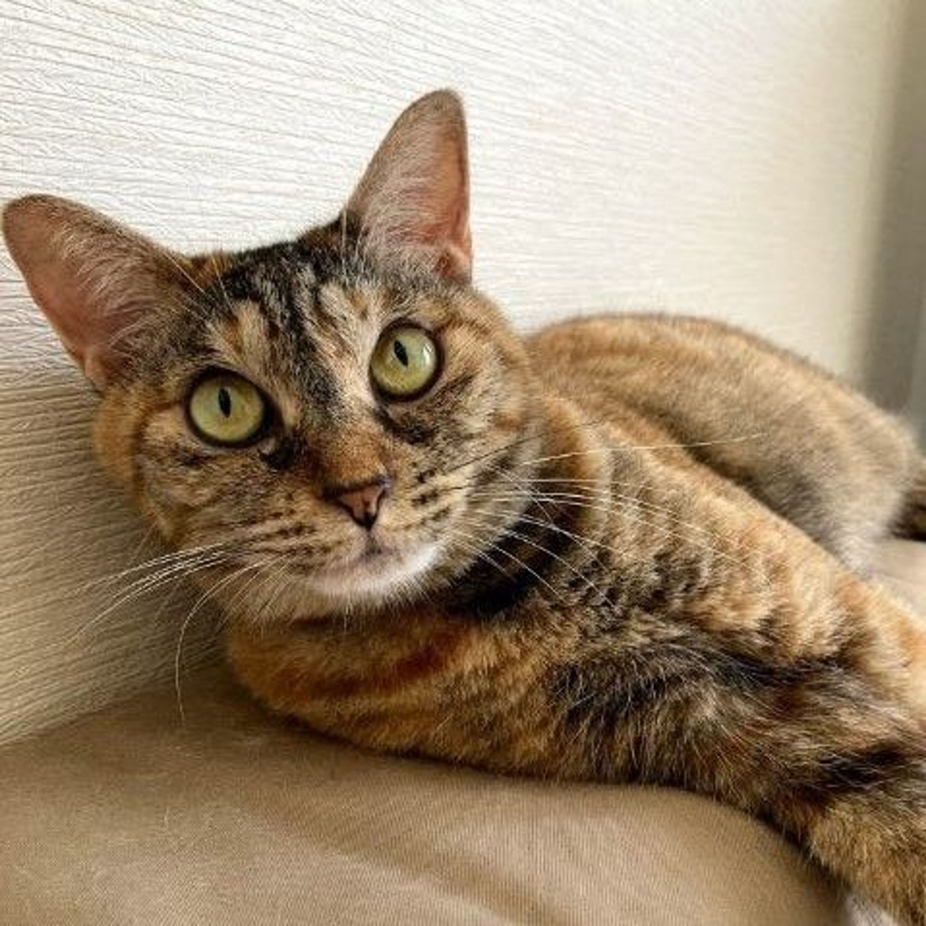 雑種（ミックス猫）・メスの里親募集の写真