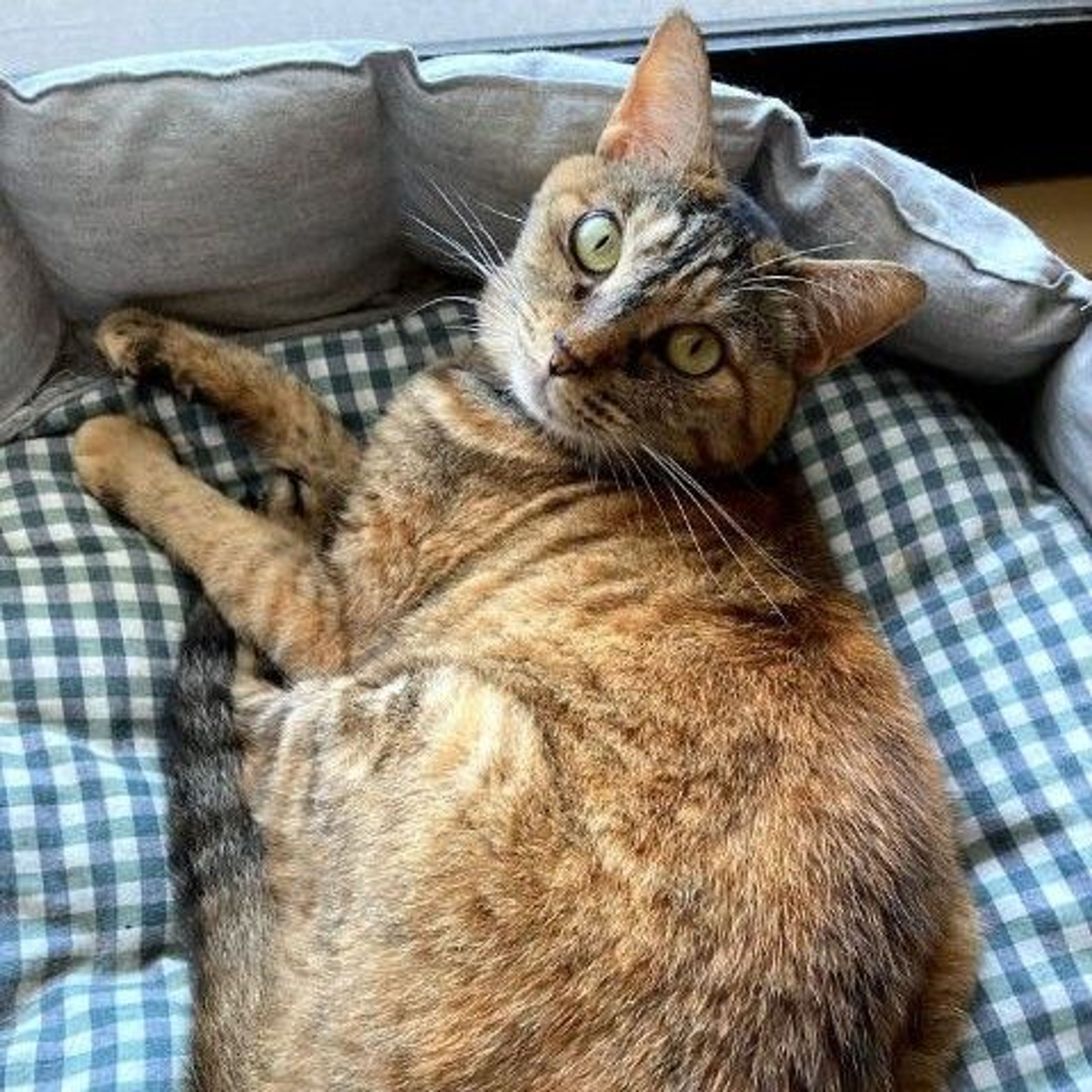 pet-image-2
