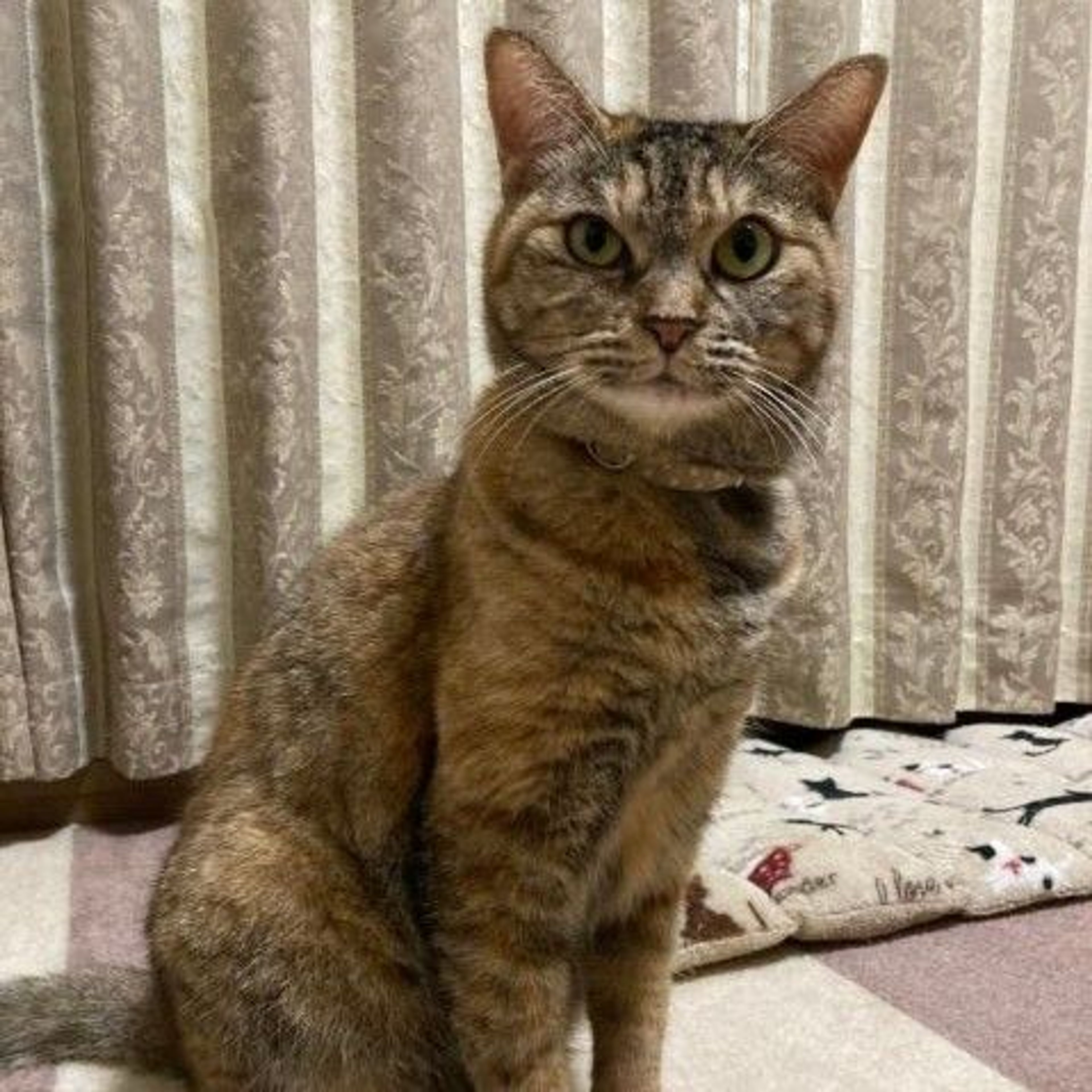 pet-image-3