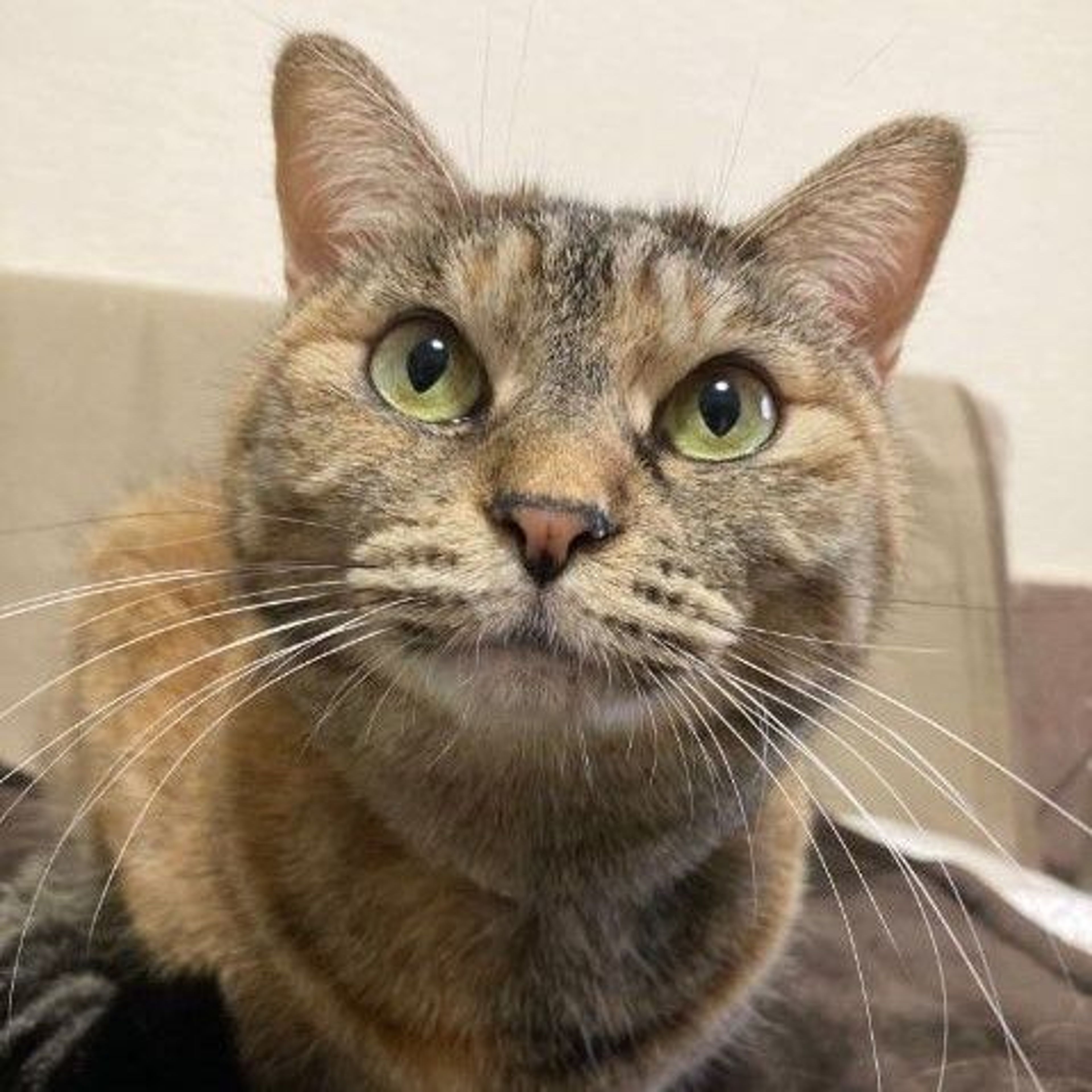 pet-image-4