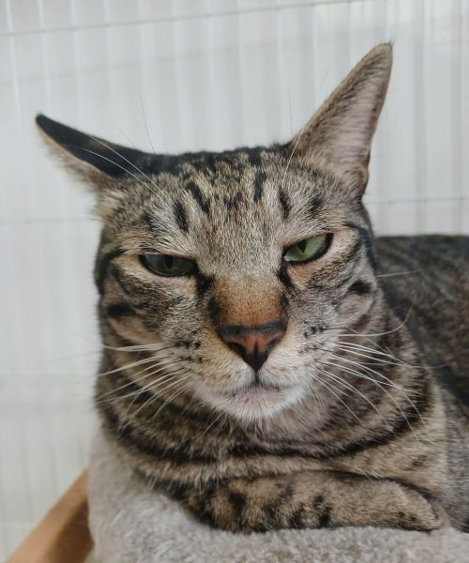 雑種（ミックス猫）・オスの里親募集の写真