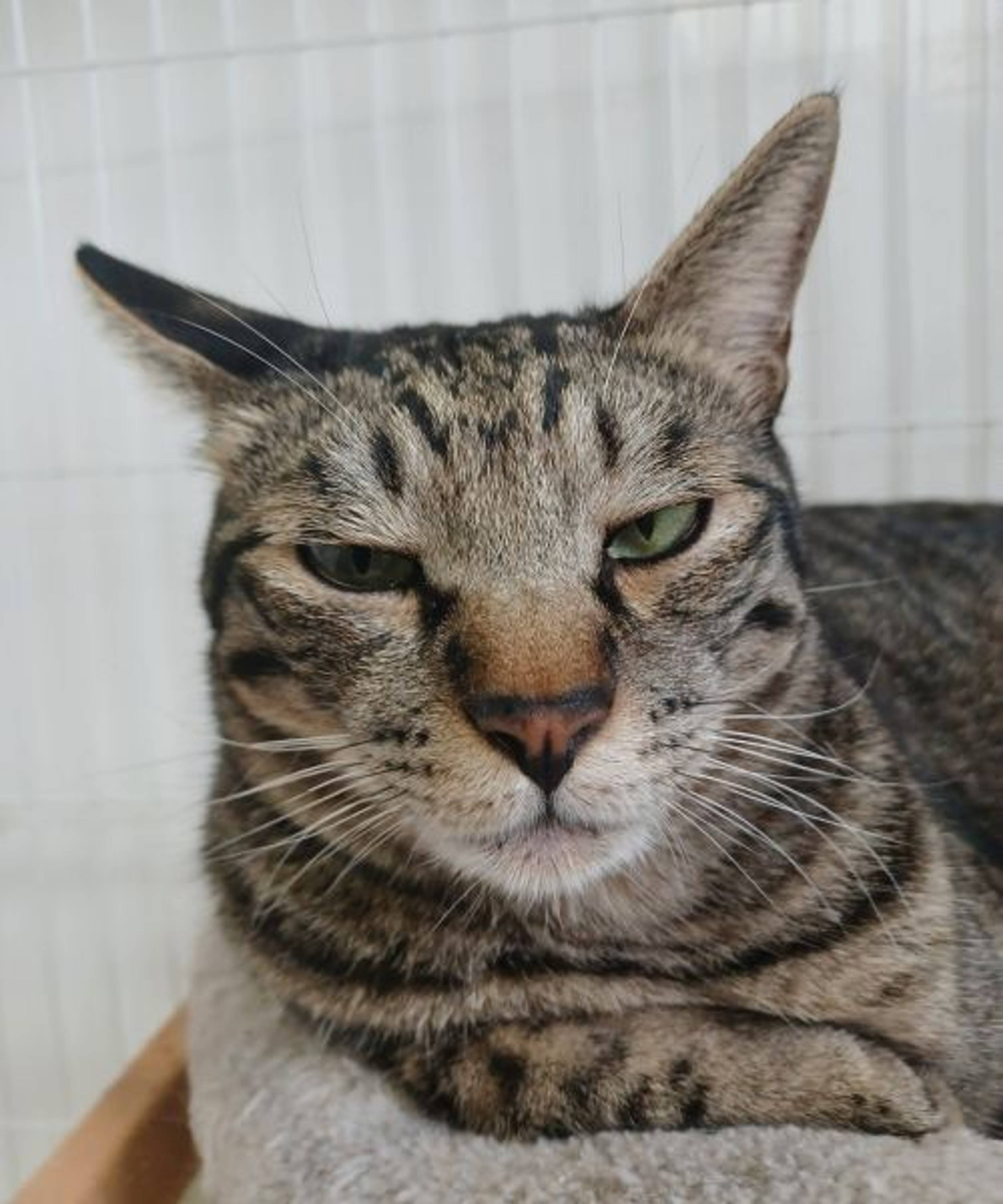 雑種（ミックス猫）・オスの里親募集の写真