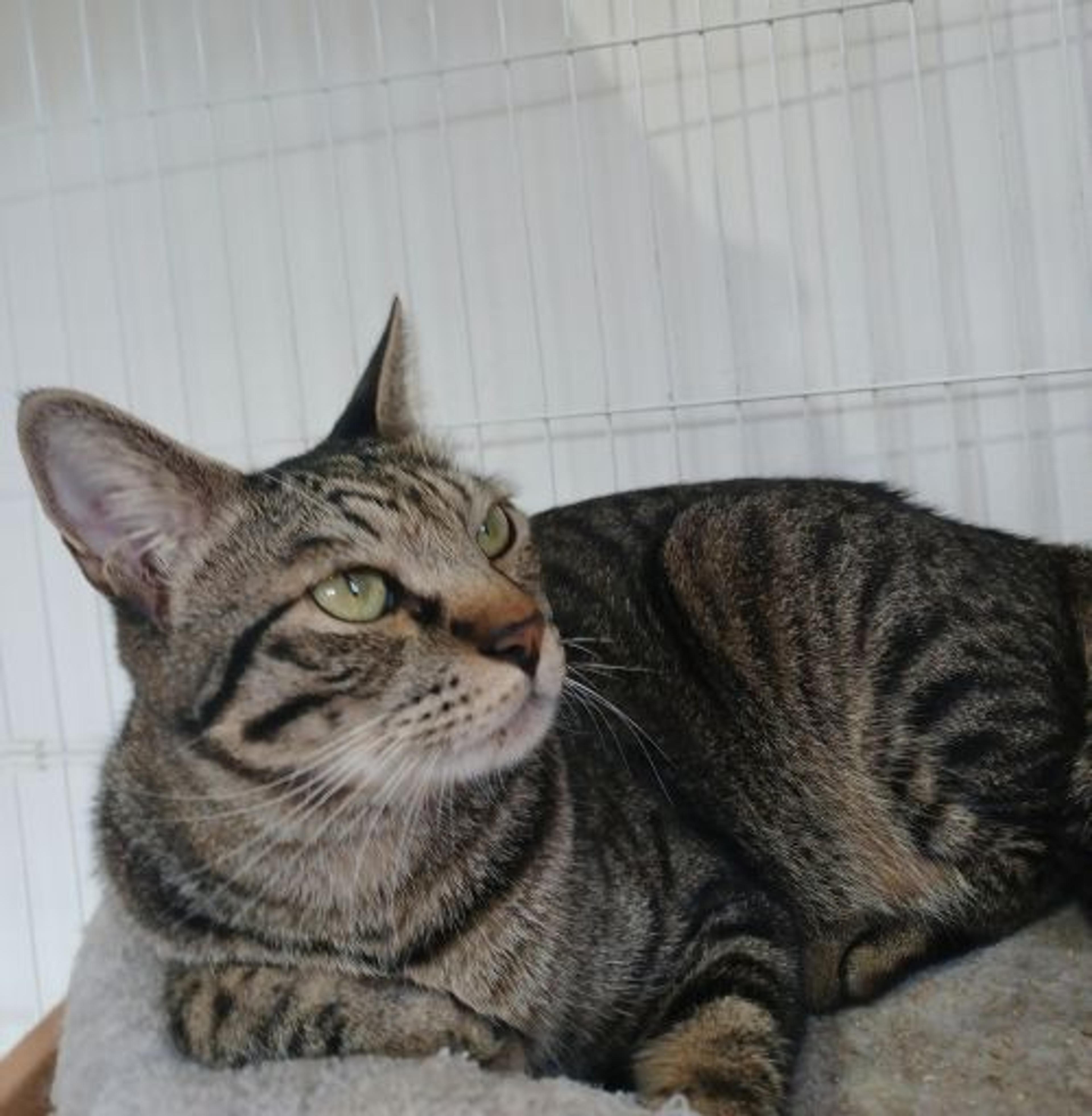 pet-image-3